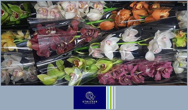 Цимбидиум Микс x12 50, шт.