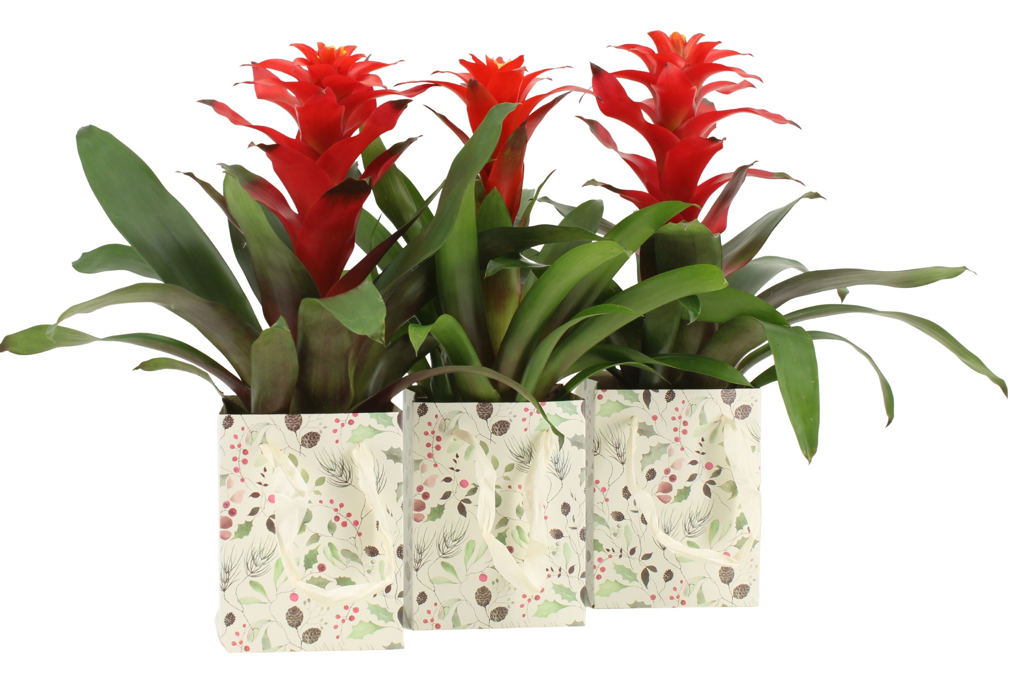 6501063: Solutionss X-mas, D 12