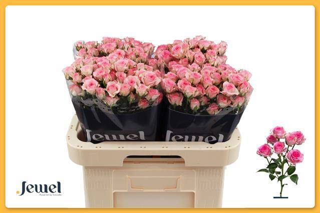 Роза куст. Тралала 60, шт.