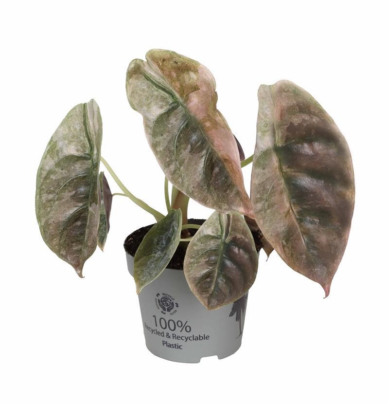 ALOCASIA CUPREA 'RED VARIEGATED', D 12