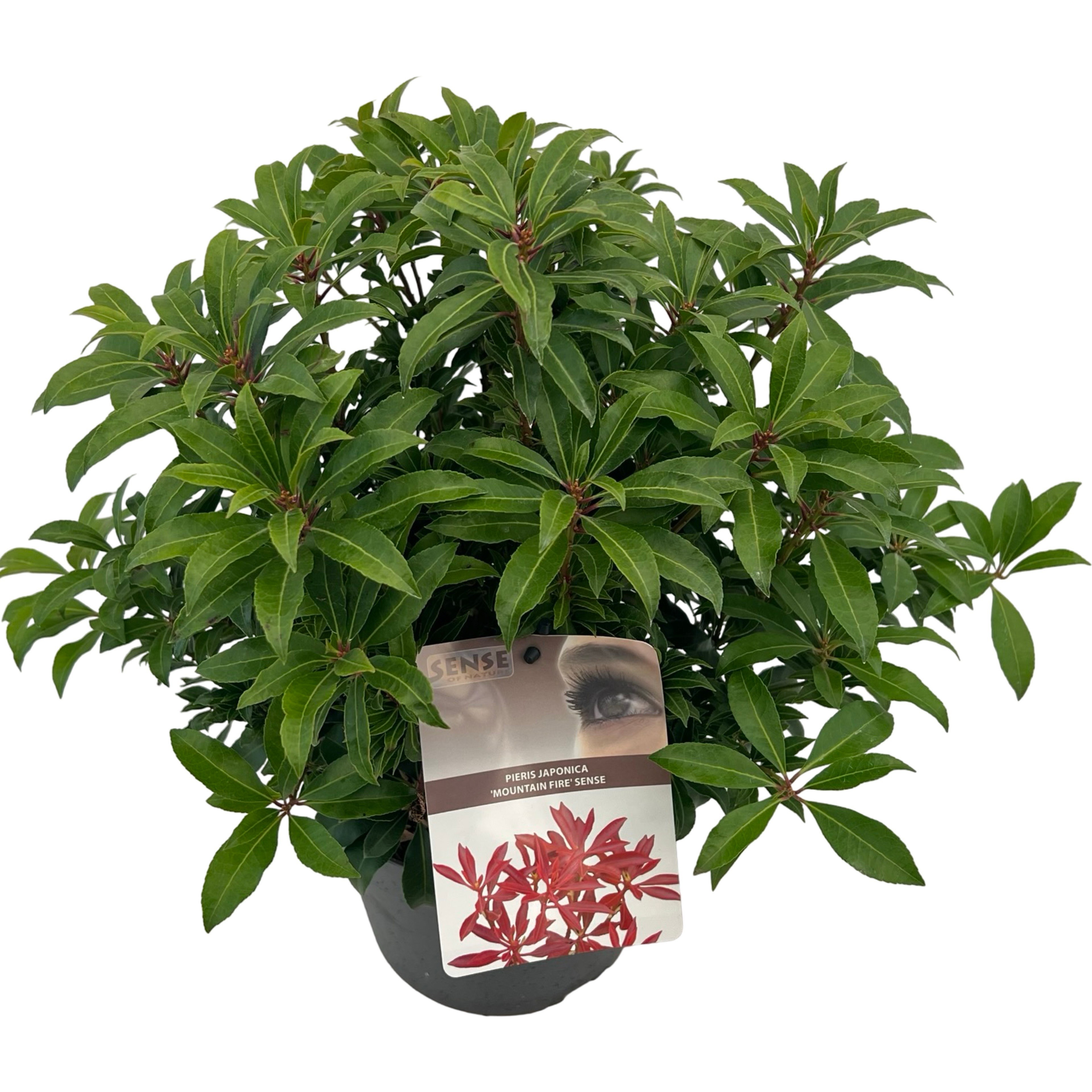 Pieris jap. 'Mountain Fire' sense, D 19
