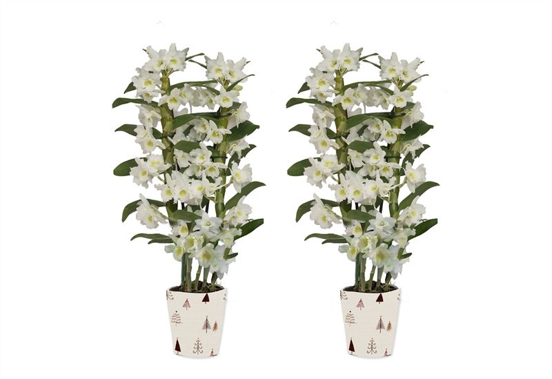 Potcover p12 christmas tree Dendr Nobile Apollon 2T16+tros regular, D 12