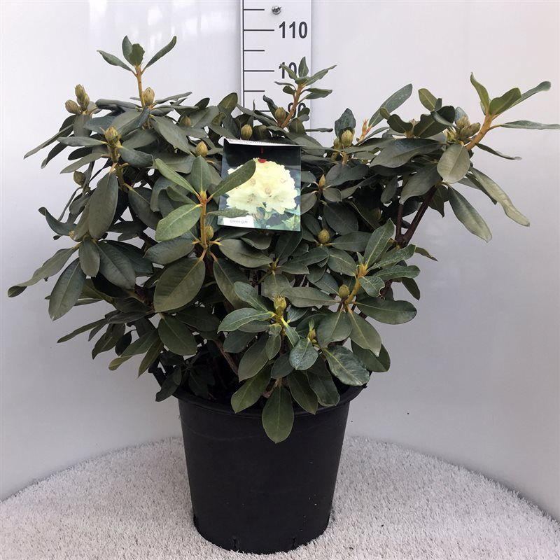 Rhodo. 'Horizon Monarch' yellow, D 40 cm