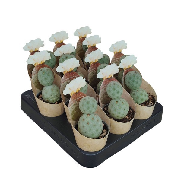 TEPHROCACTUS GEOMETRICUS - POT Ø 6,5 SHAPED POTCOVER (CACTUS), D 6,5 cm