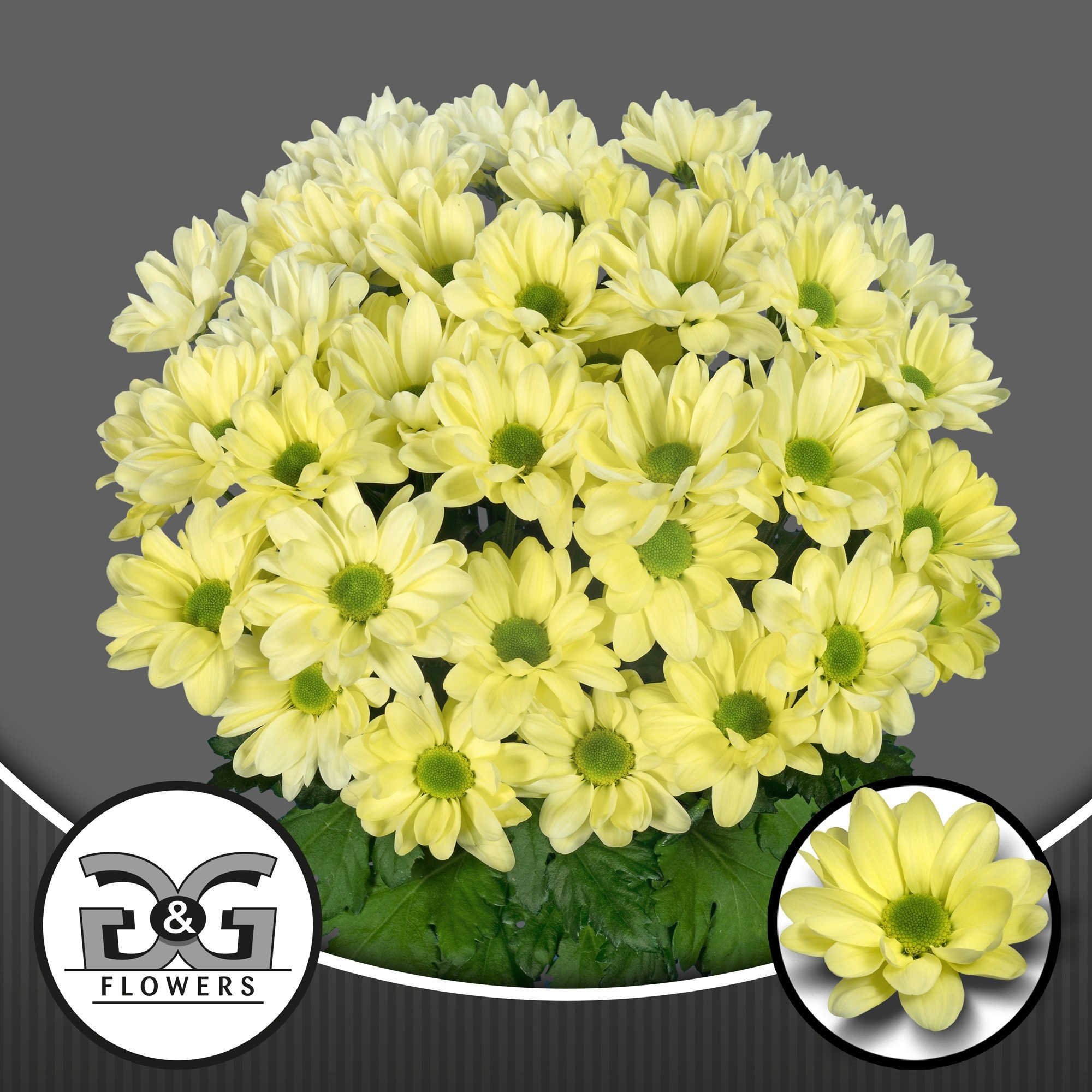 Хризантема куст. Чик Крим 60 (крем.), шт.