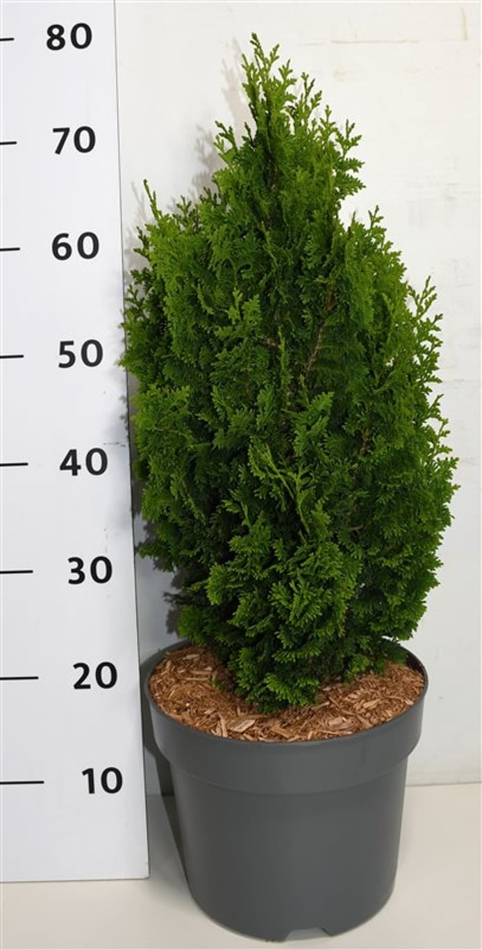 Thuja occ. 'Zmatlik', D 26