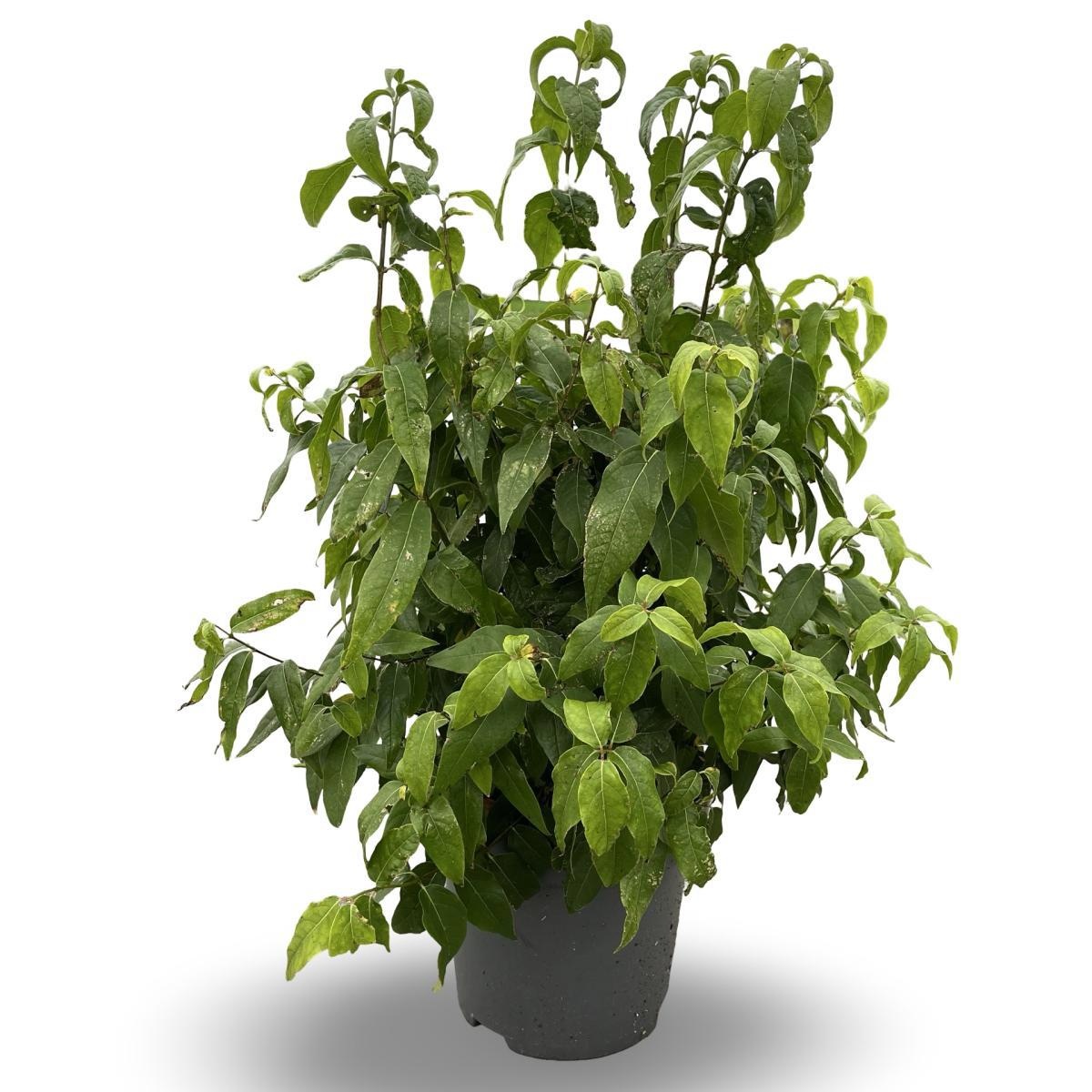 Chimonanthus praecox, D 32 cm