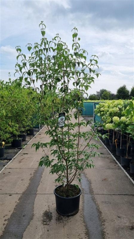 Cornus k. 'Milky Way', D 50