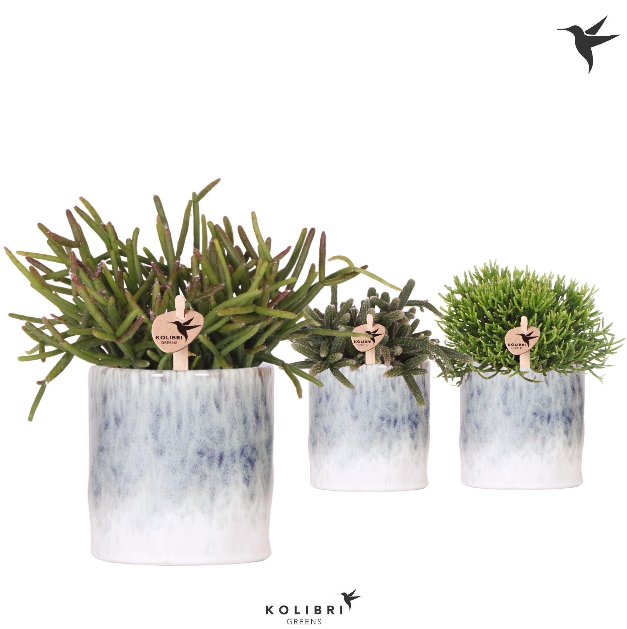 Kolibri Greens Rhipsalis mix in Sky pot, D 9