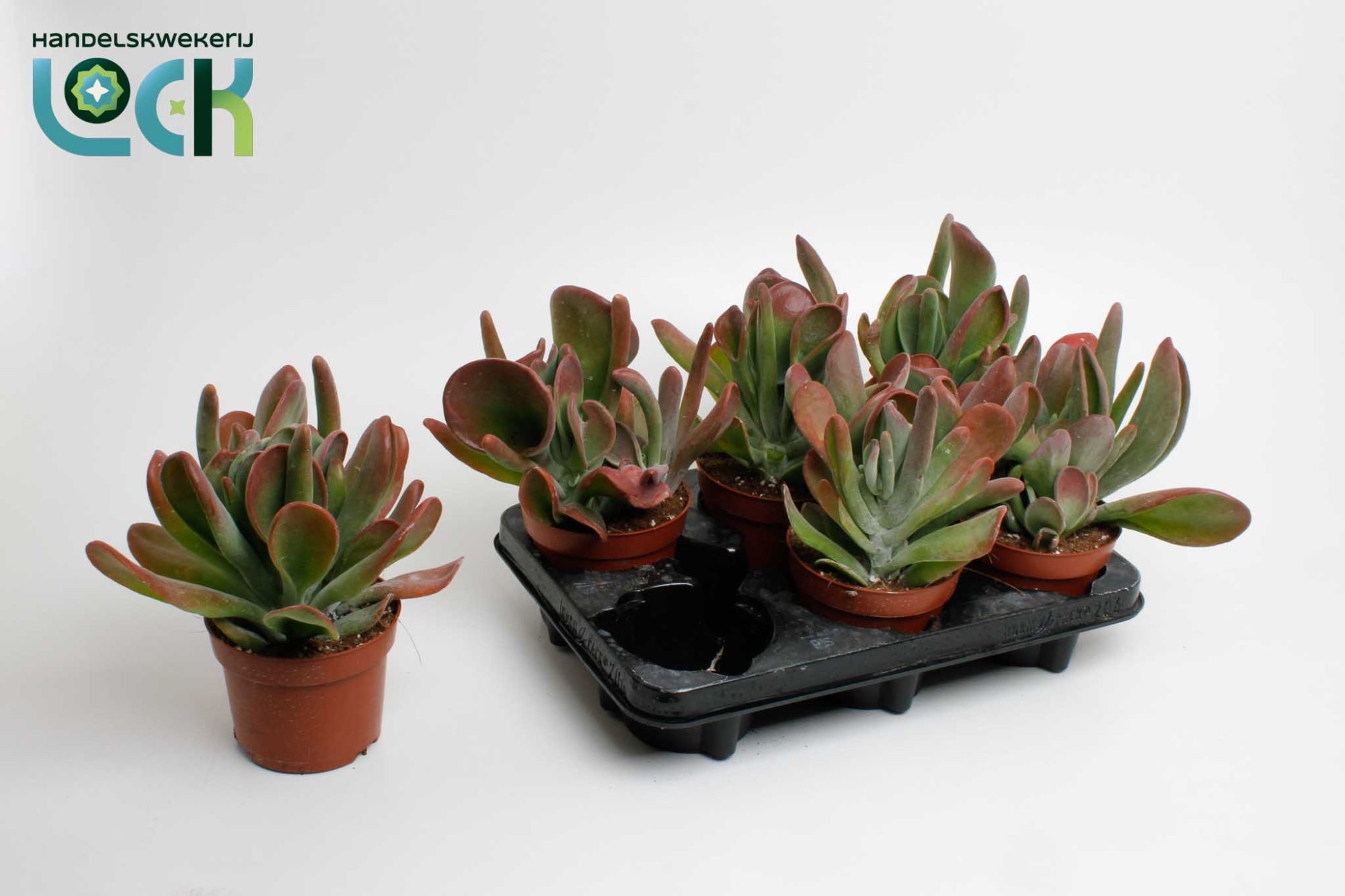 Kalanchoe Oricula, D 12