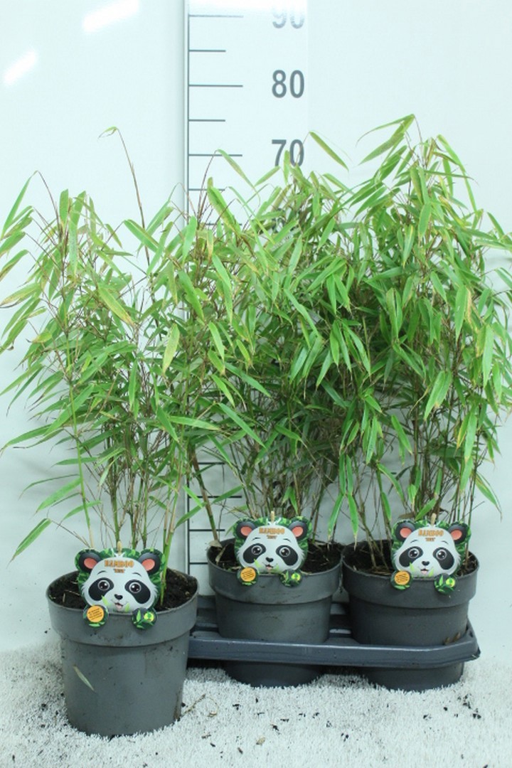 Fargesia rufa P19, D 19