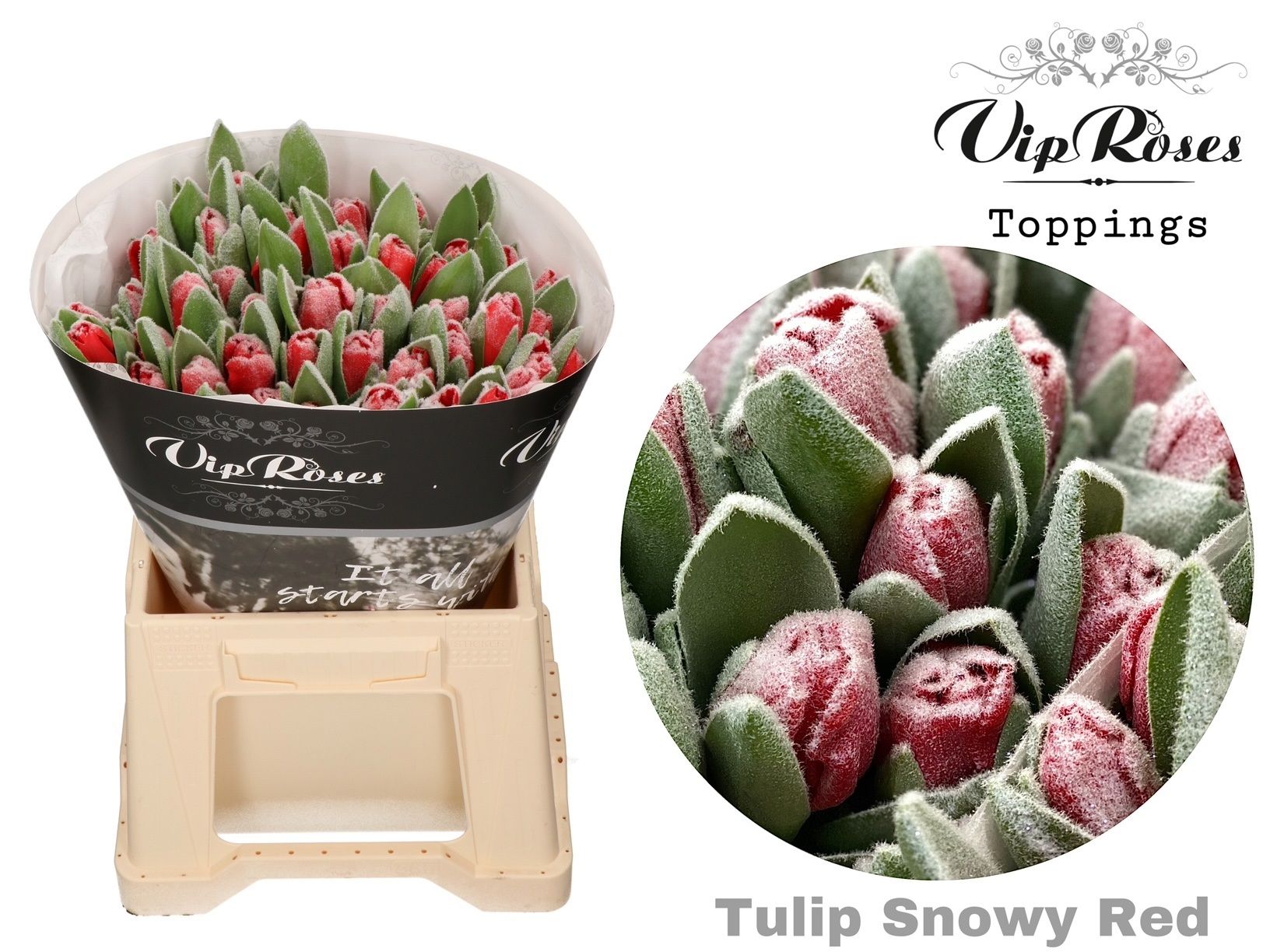 Тюльпан од. Овериг Крашеный (краш. ), шт.