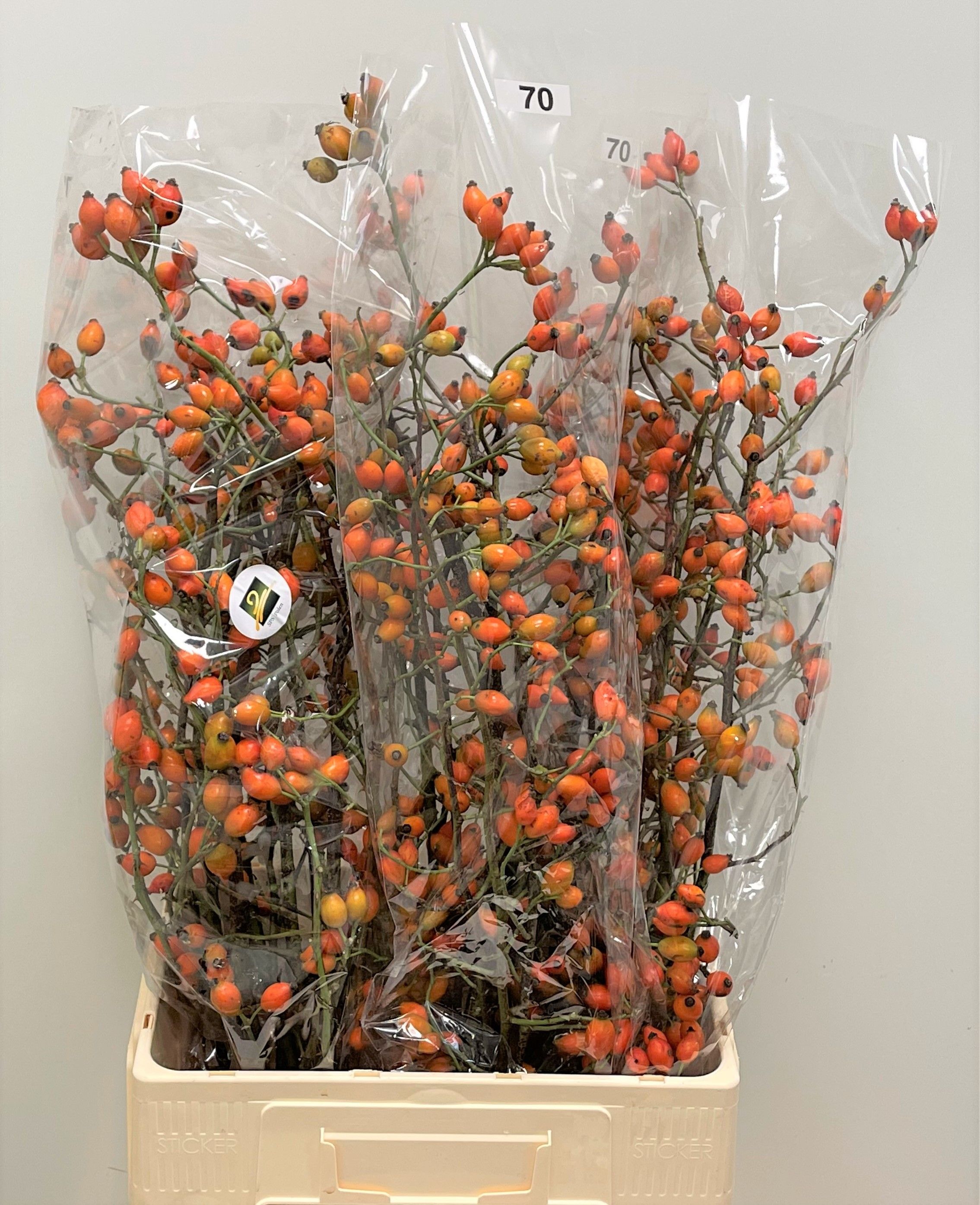 Рузботель Заффиро 70, шт. Рузботель Заффиро 70, шт.