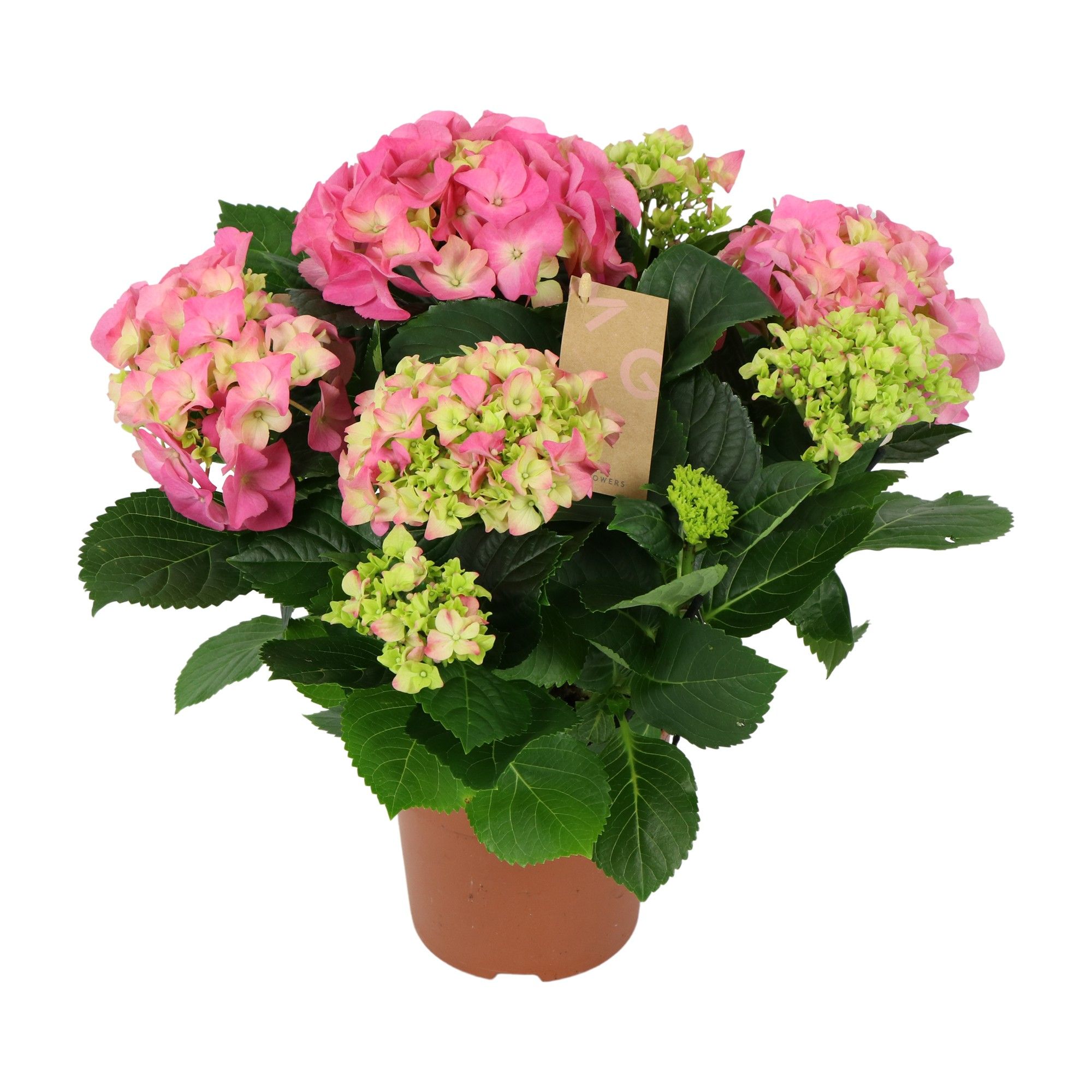 Hydrangea pink 5/6 flowers, D 14