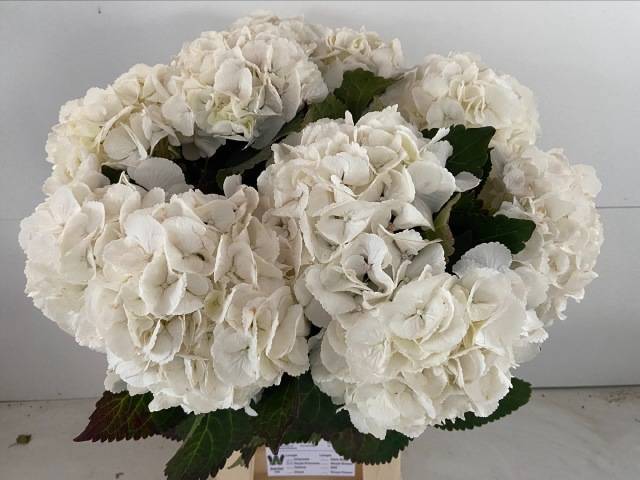 Гортензия Роял Принцесс 65, шт.