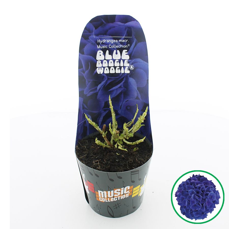 Hydrangea macr. Music Collection® 'Blue Boogiewoogie'® C2 (17cm.) Potcover, D 17