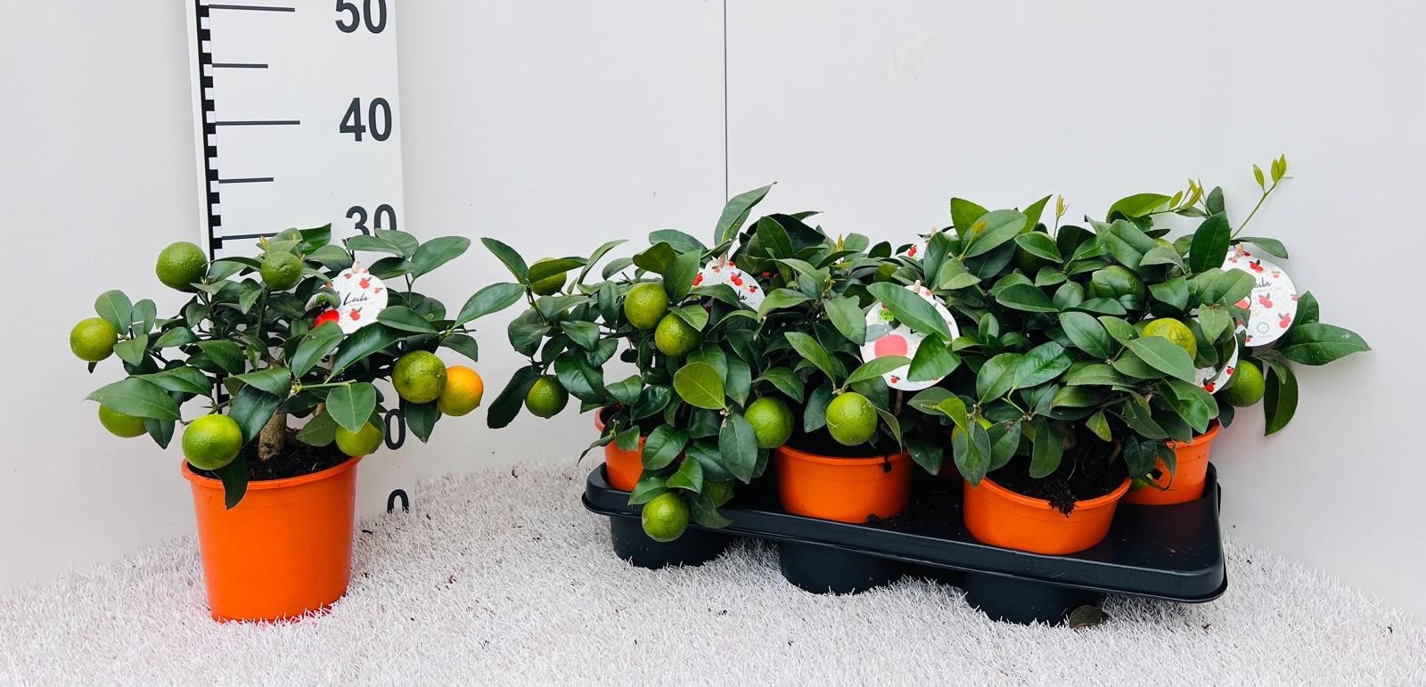 Citrus limetta Rossa-Lime medi-stem (s2), D 14 cm