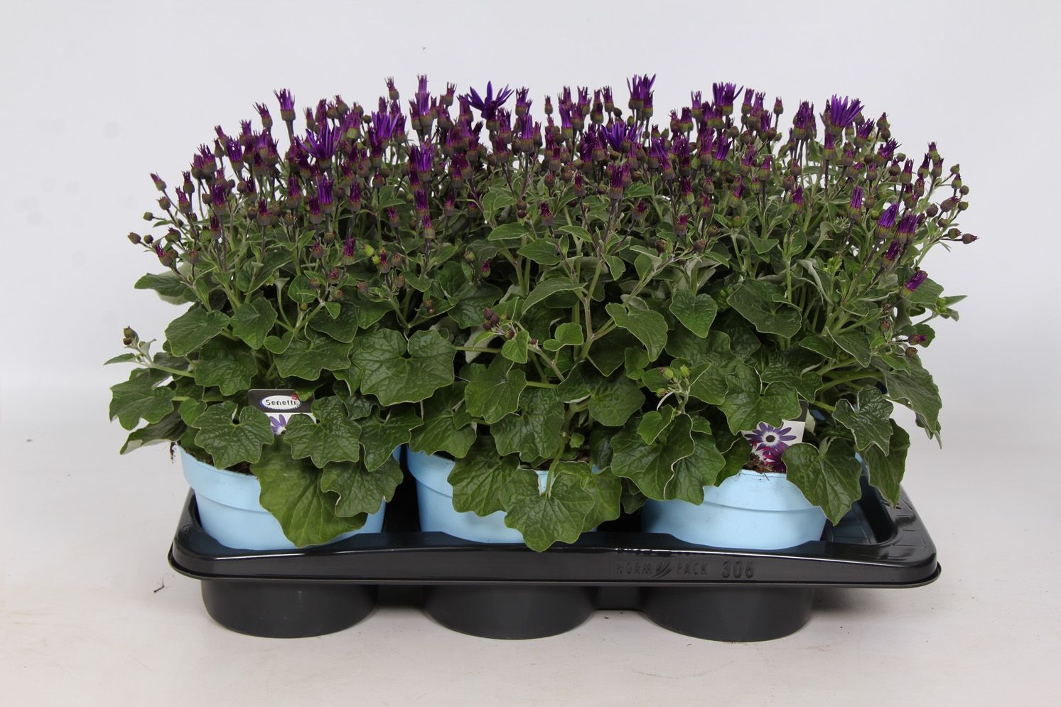 Senetti Deep Blue Pericallis Cruentus Grp - in baby blue pot, D 17