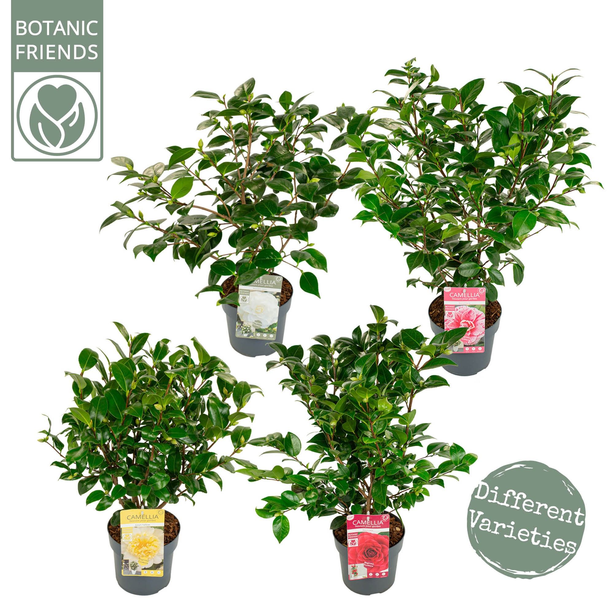 Camellia jap. Diverse mix, D 19