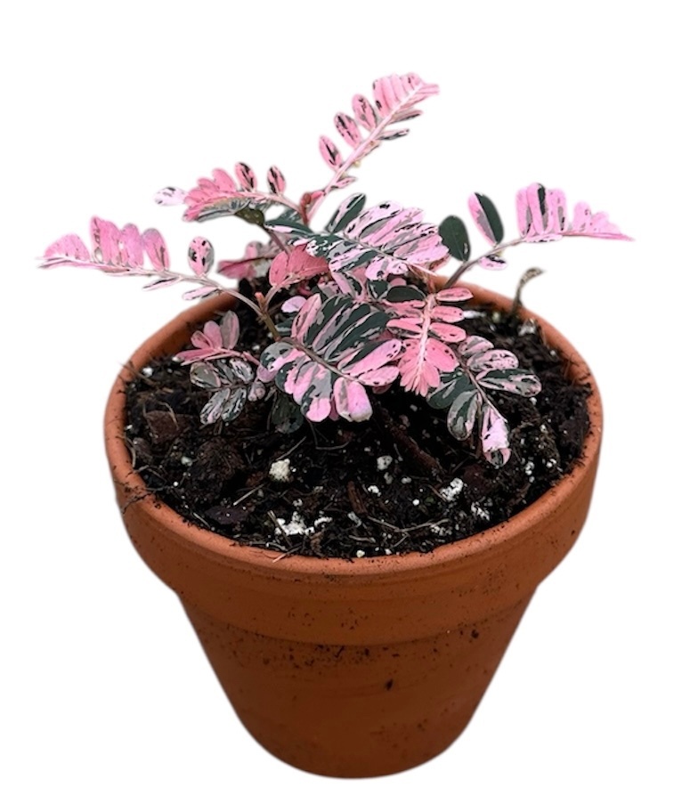 phyllanthus Urinaria Compacta Variegata, D 8 cm