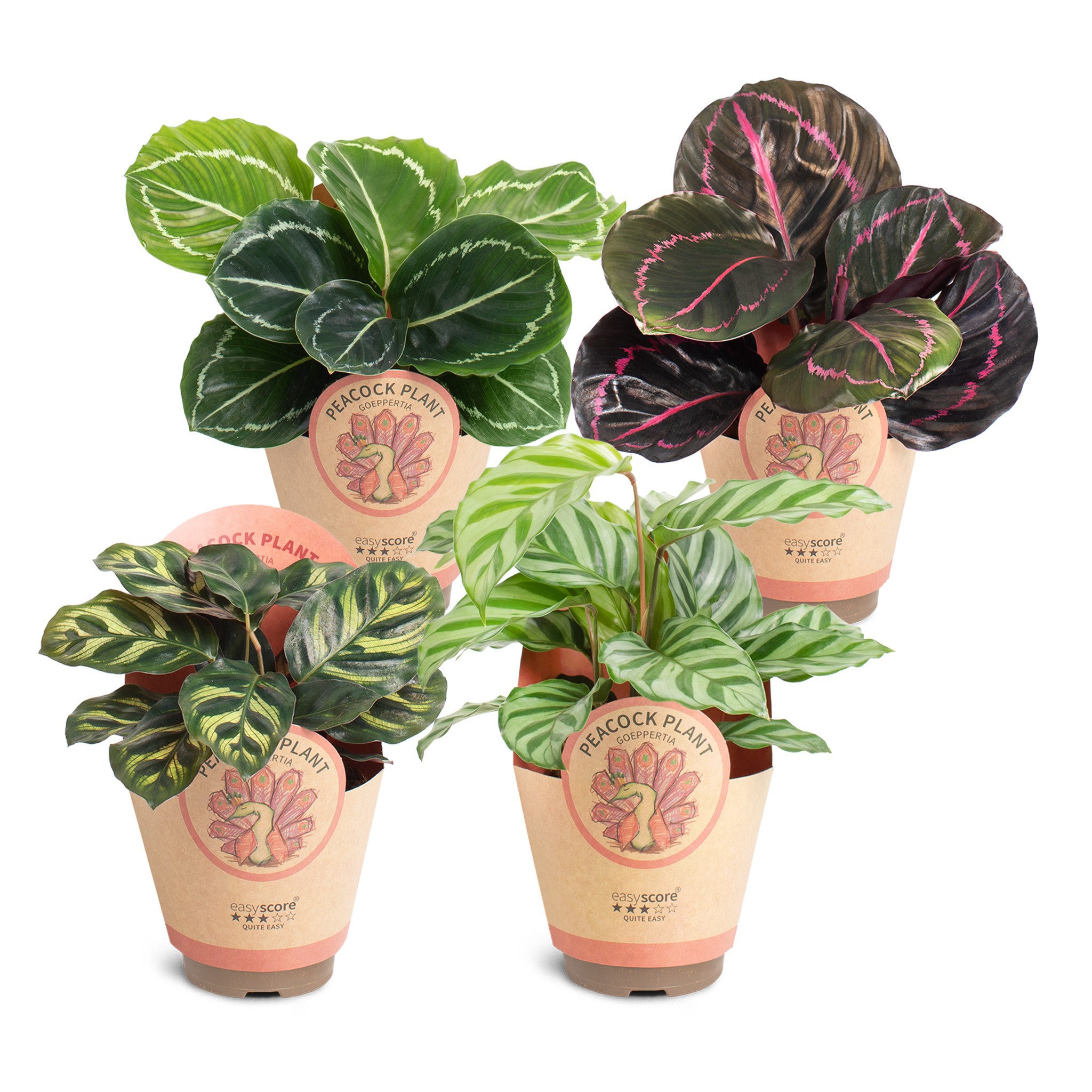 Calathea Collection, D 9