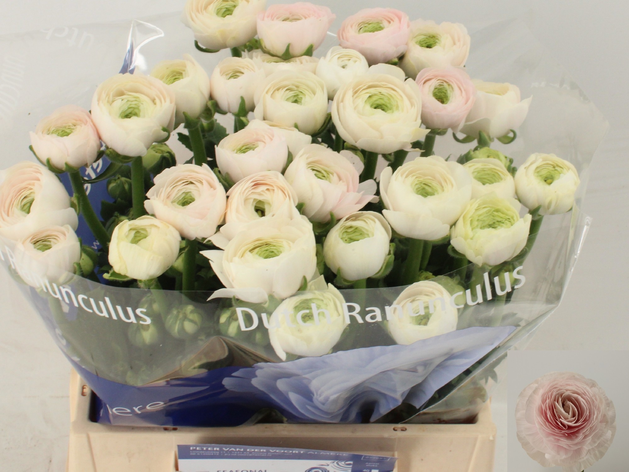 Ранункулус Саксесс Ханой 45, шт.