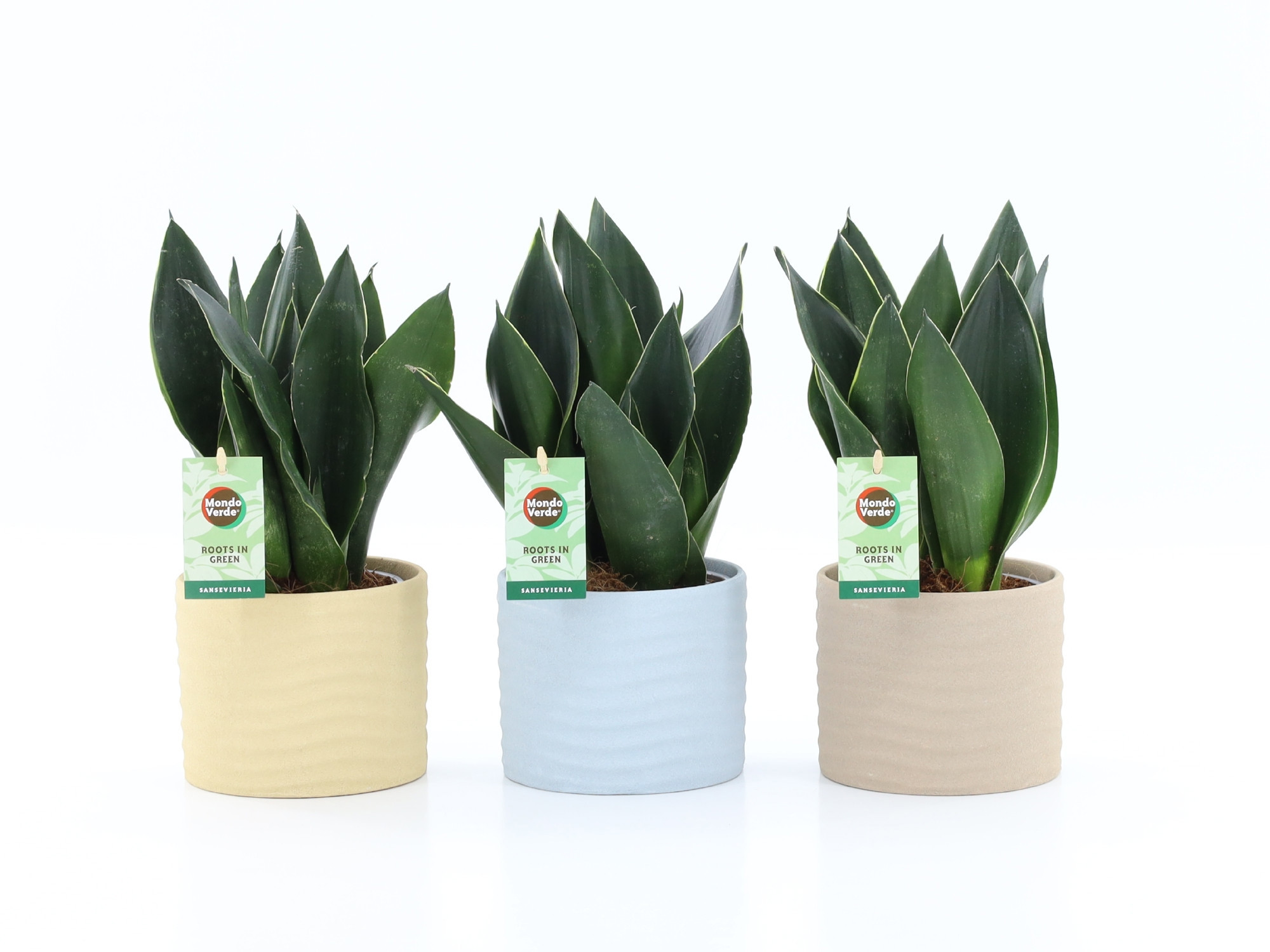 Sansevieria Black Diamond in Ibiza keramiek, D 13