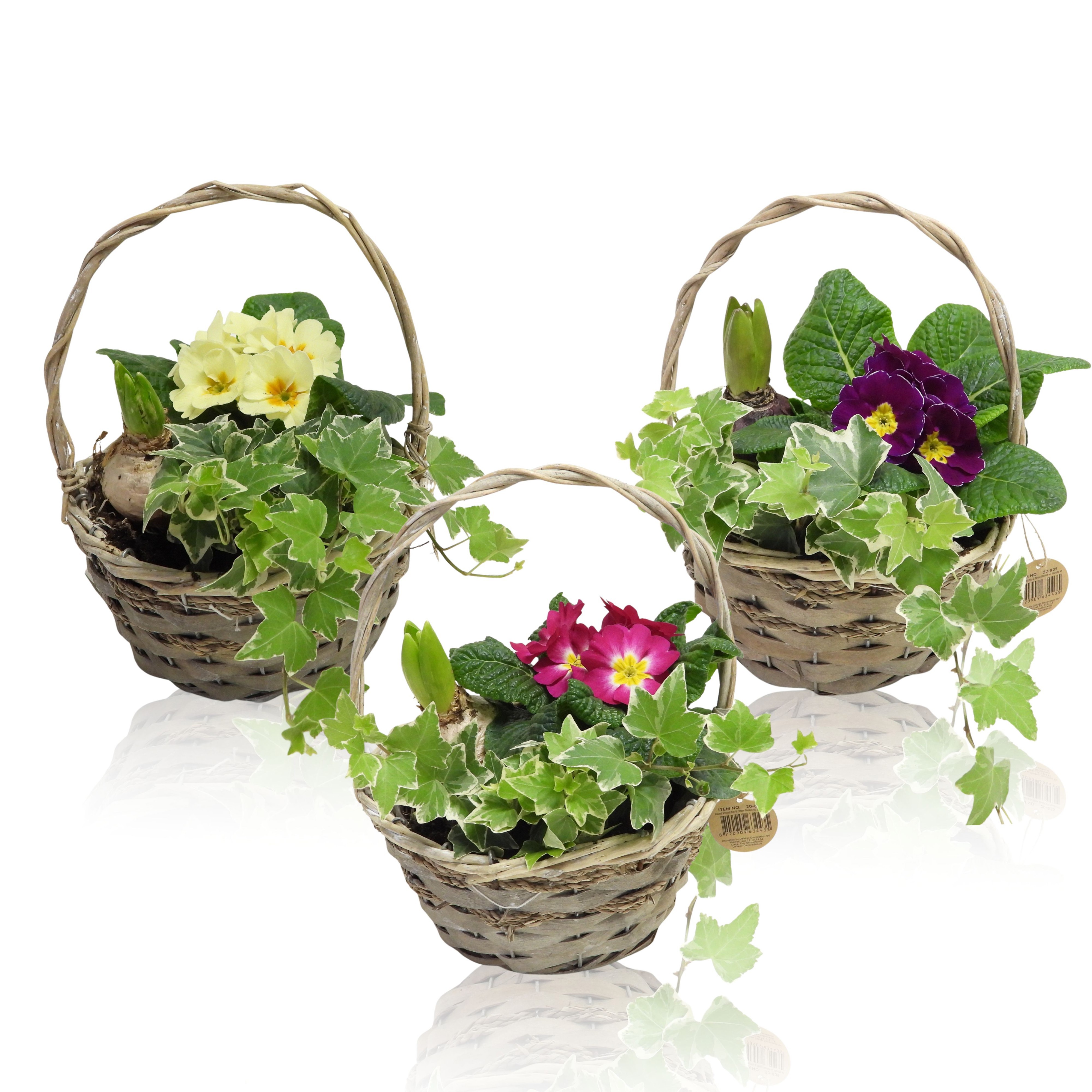 Arrangement Early Spring Specials Hyacint in Hengselmand 17 cm, D 17