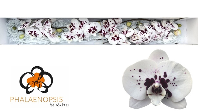 Фалинопсис Вайн Дропс x25, шт.