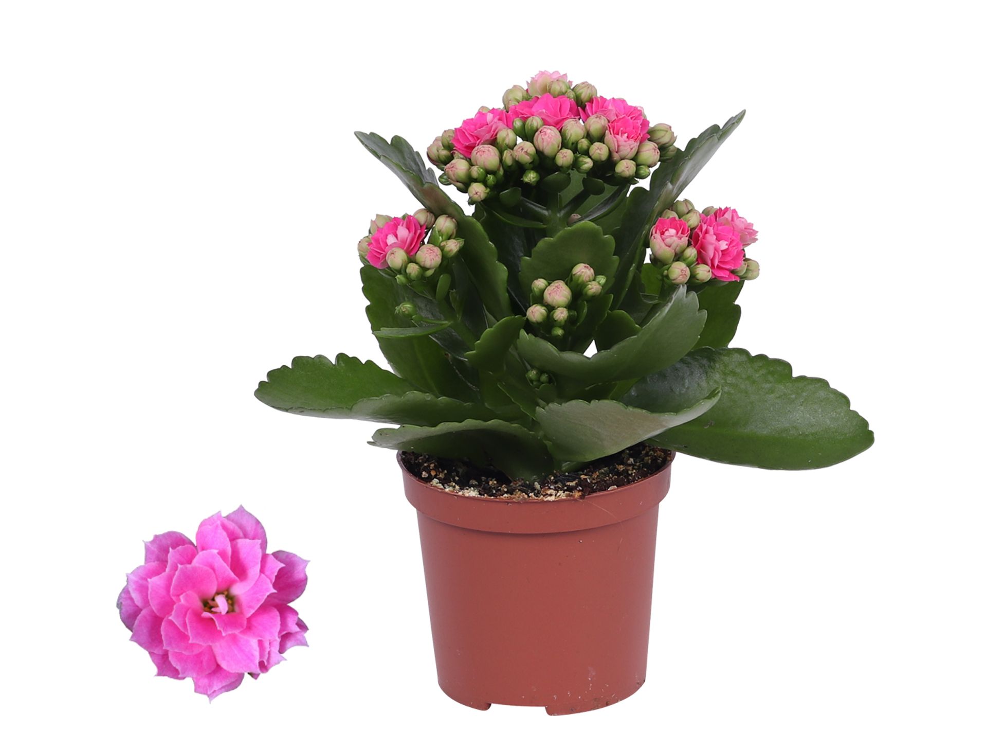 Kalanchoe Rosalina 07cm Don Nando roze, Zonder hoes, D 7