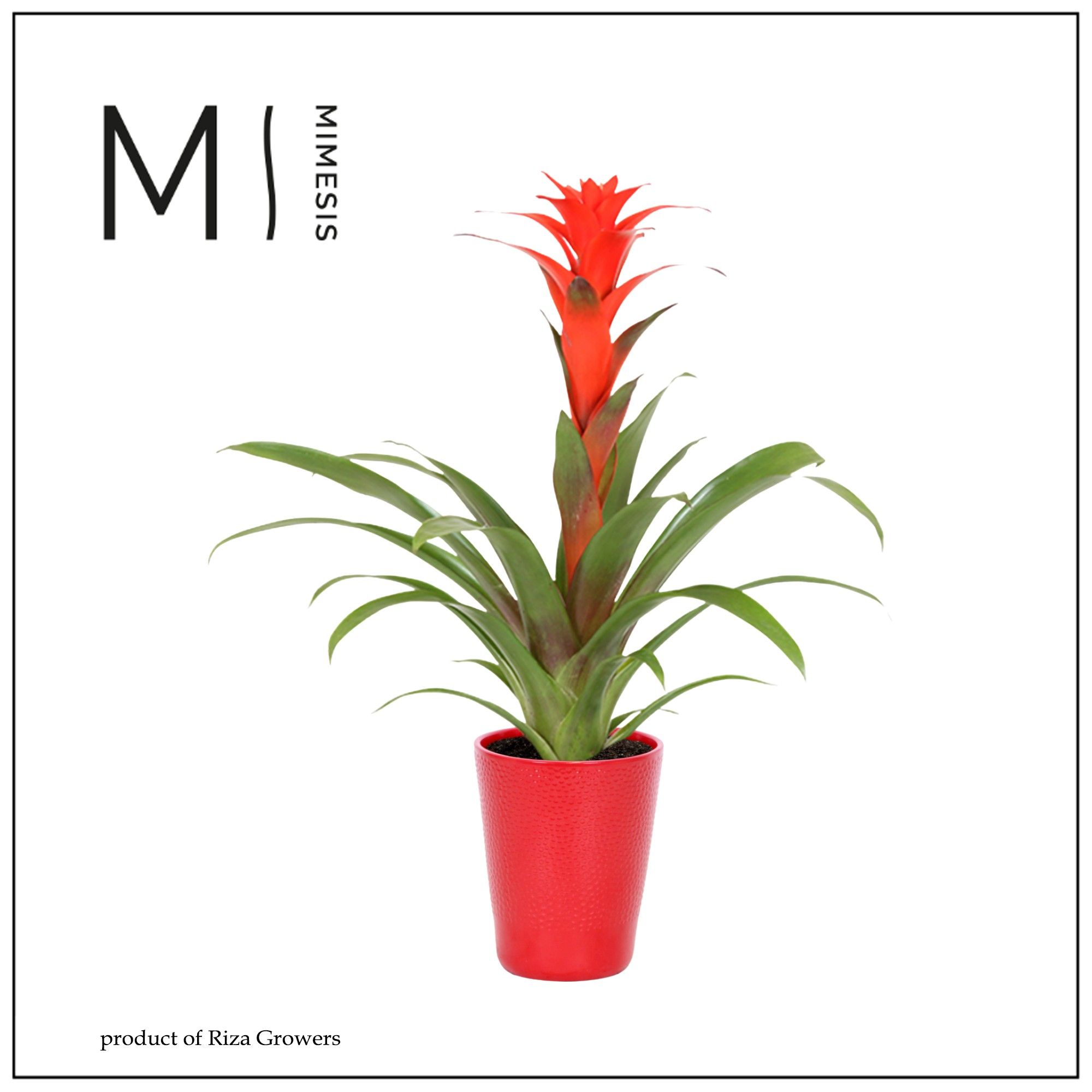Guzmania Calypso - 13cm in Florence | Mimesis, D 13