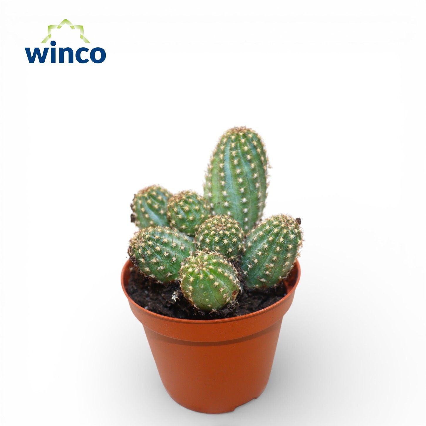 Chamaecereus Silvestrii, D 8,5