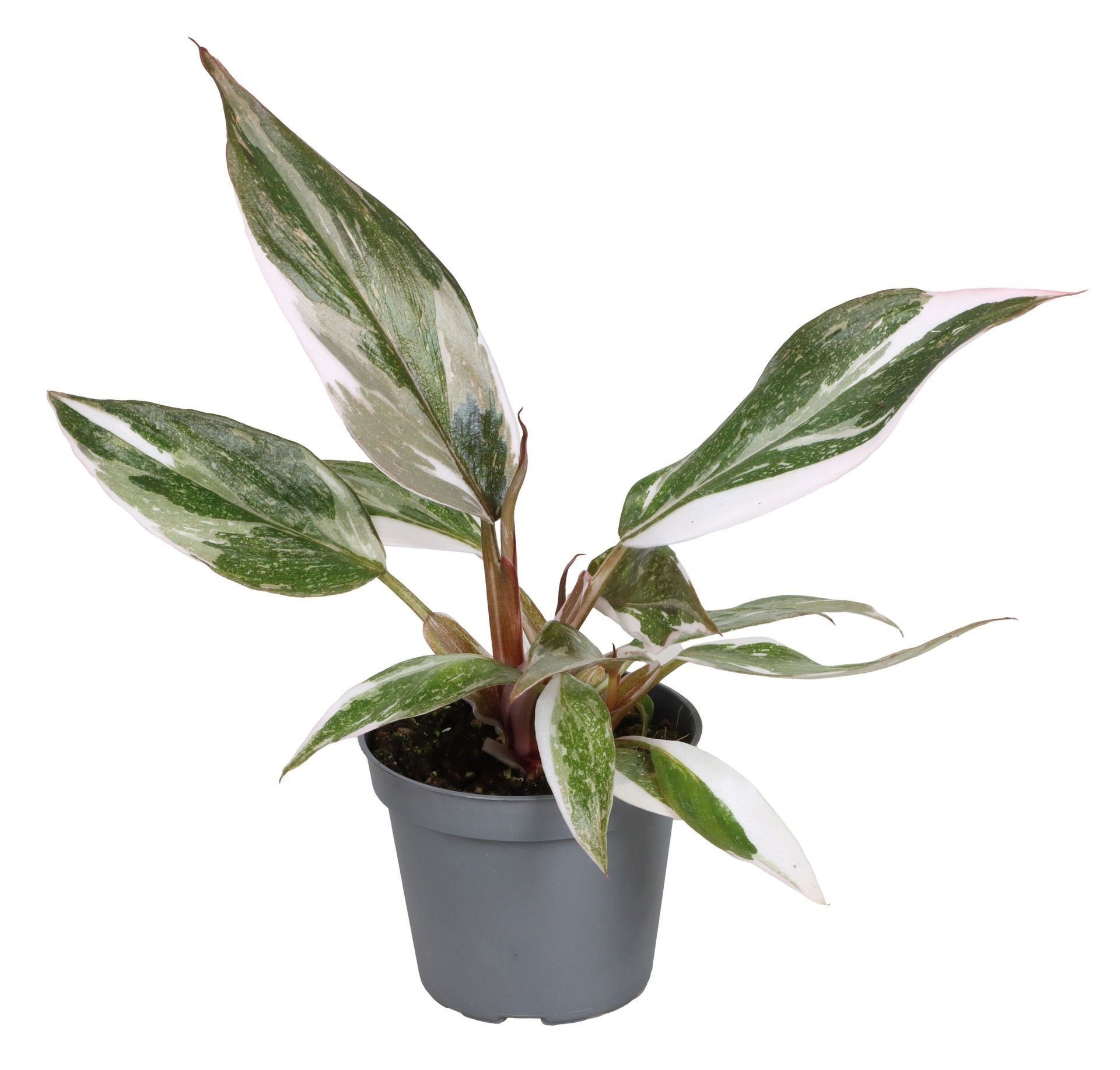 Philodendron Red Anderson 6 cm, D 6