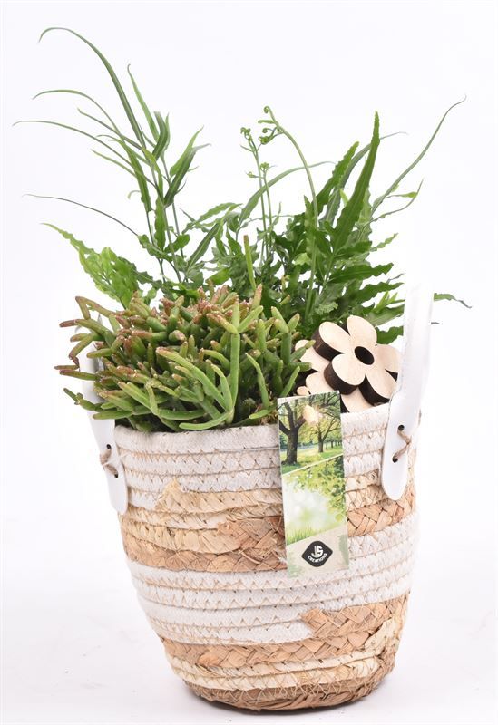 Maismand met oren Dia 13, D 14