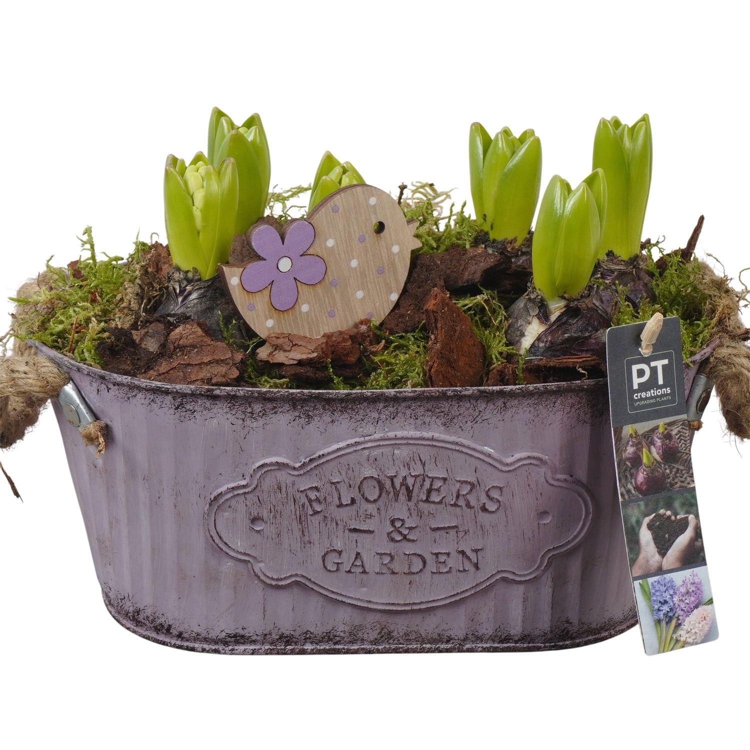 PTHC9139 Arrangement Hyacints in zink pot, D 24