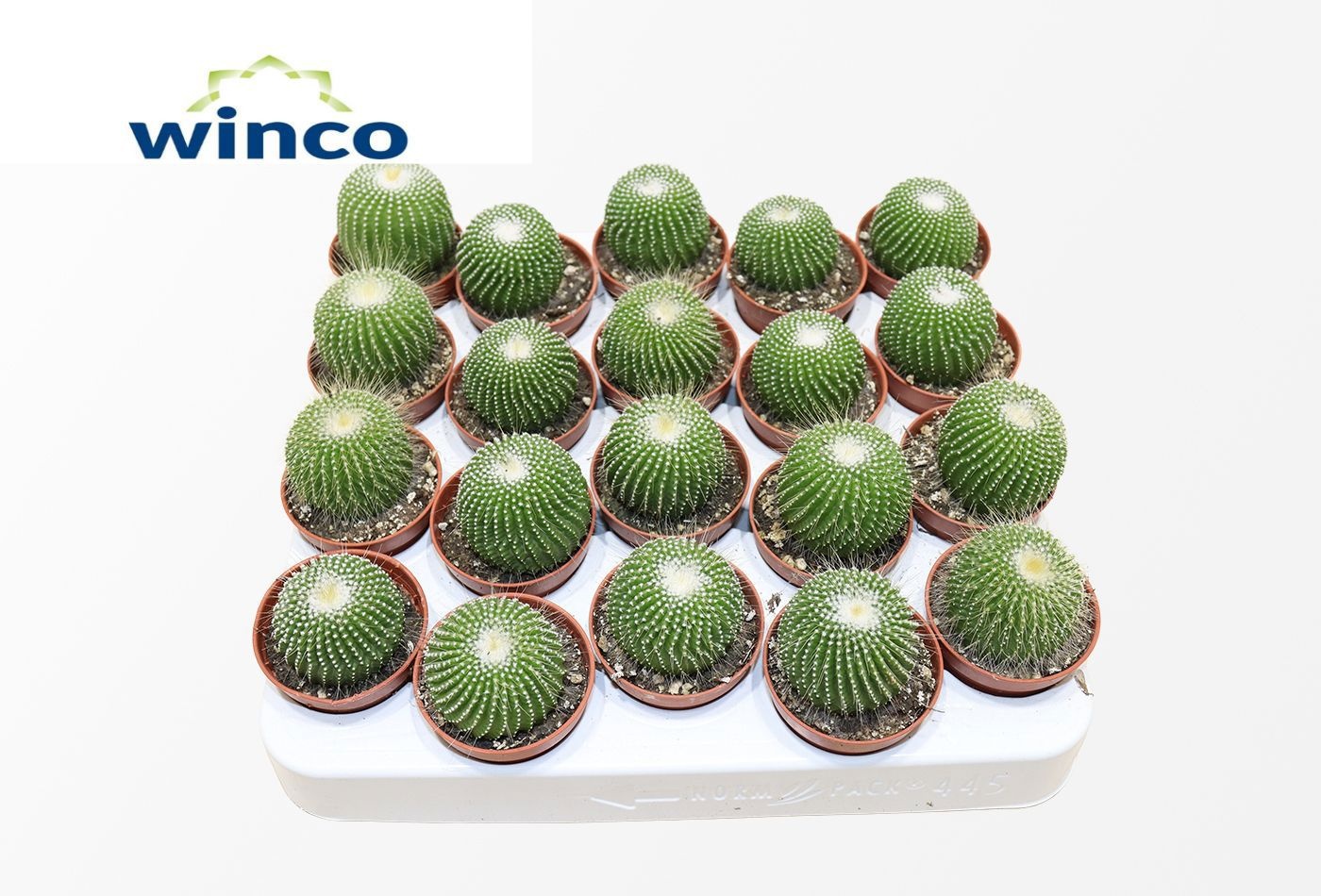 Notocactus Leninghausi Inermis, D 5,5