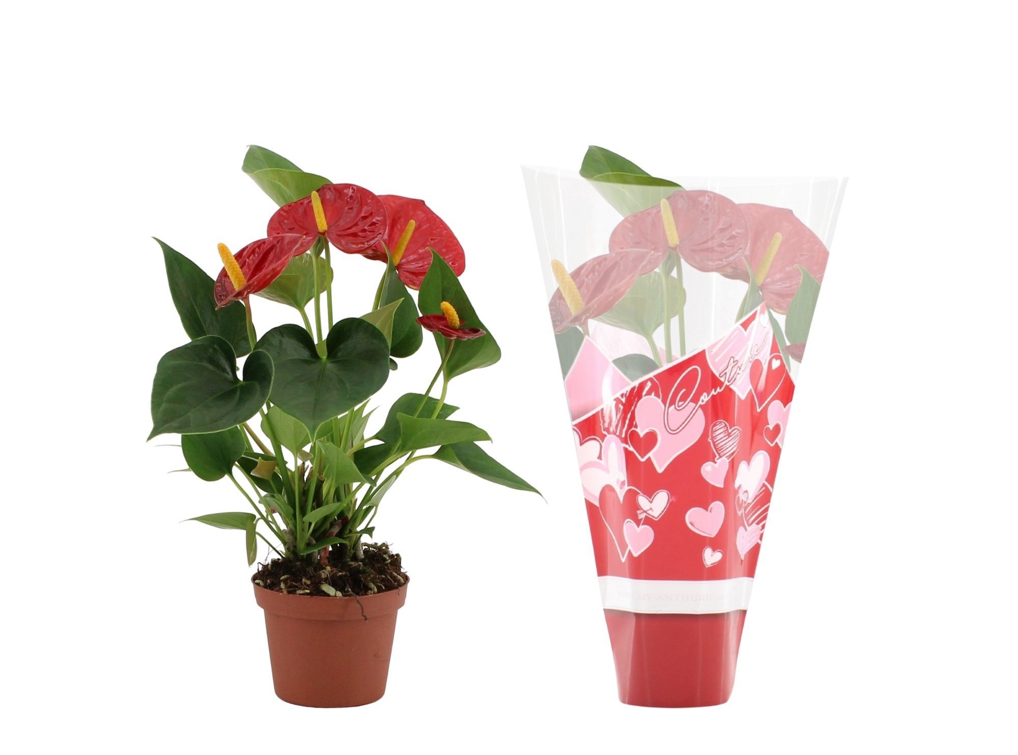 Anthurium Success Red in Couture heart sleeve, D 9