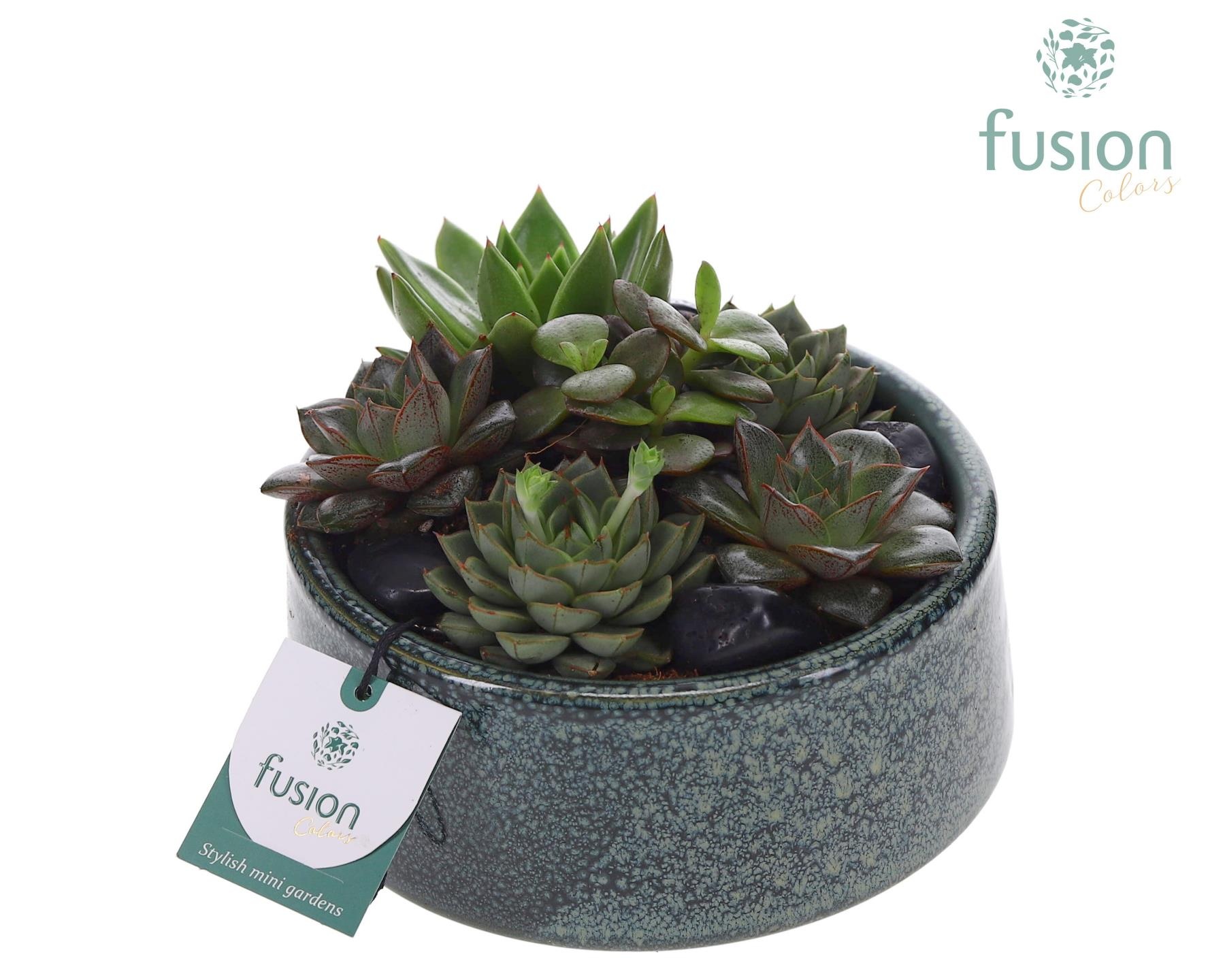 Pot Tol keramiek met Succulenten, D 18