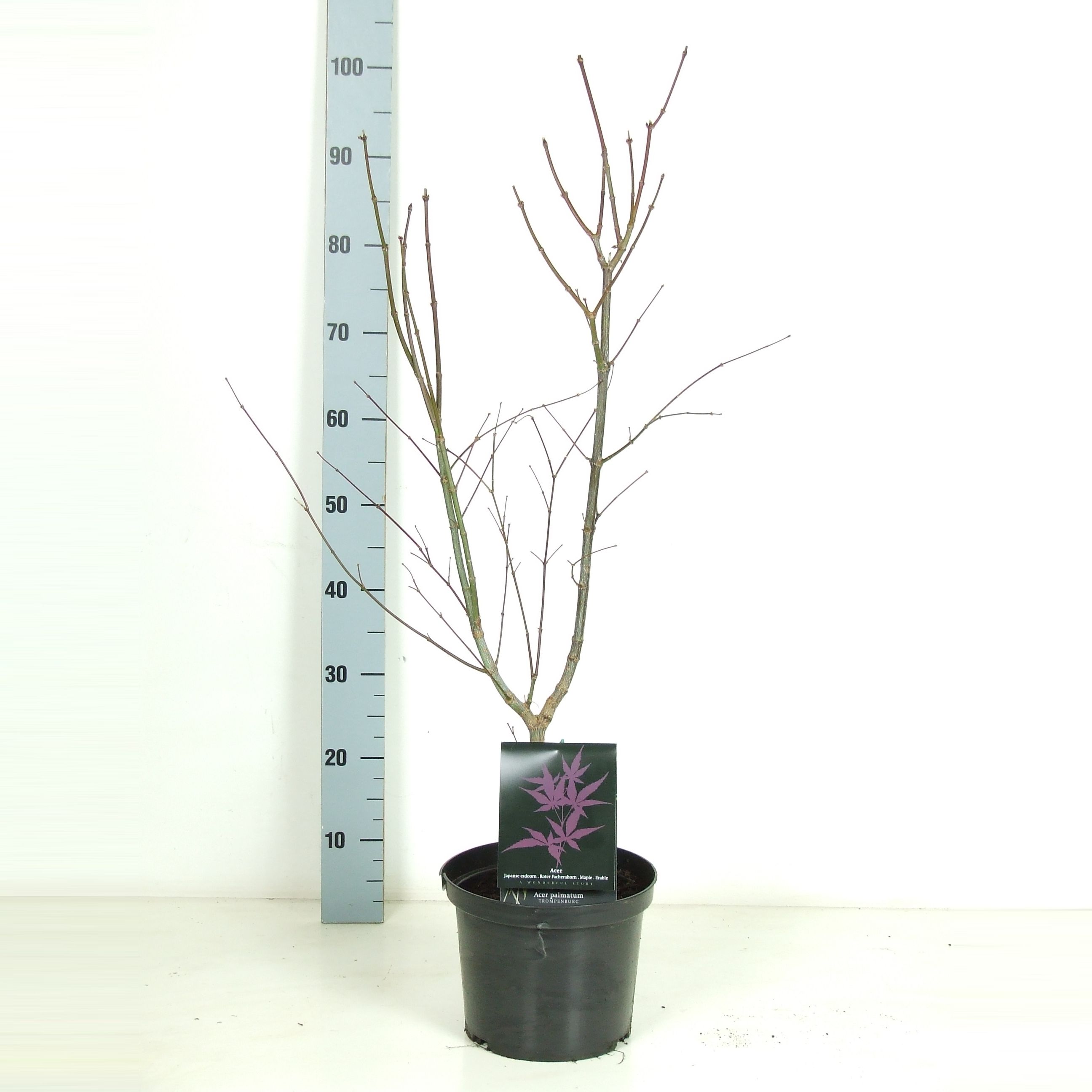 Acer palmatum 'Trompenburg' P23 Full CC, D 23