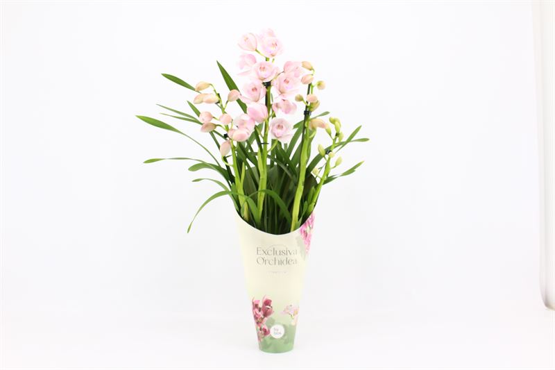 Potcover p12 exclusiva orchidea Cymbidium p12 Pink Bell 4T20+, D 12
