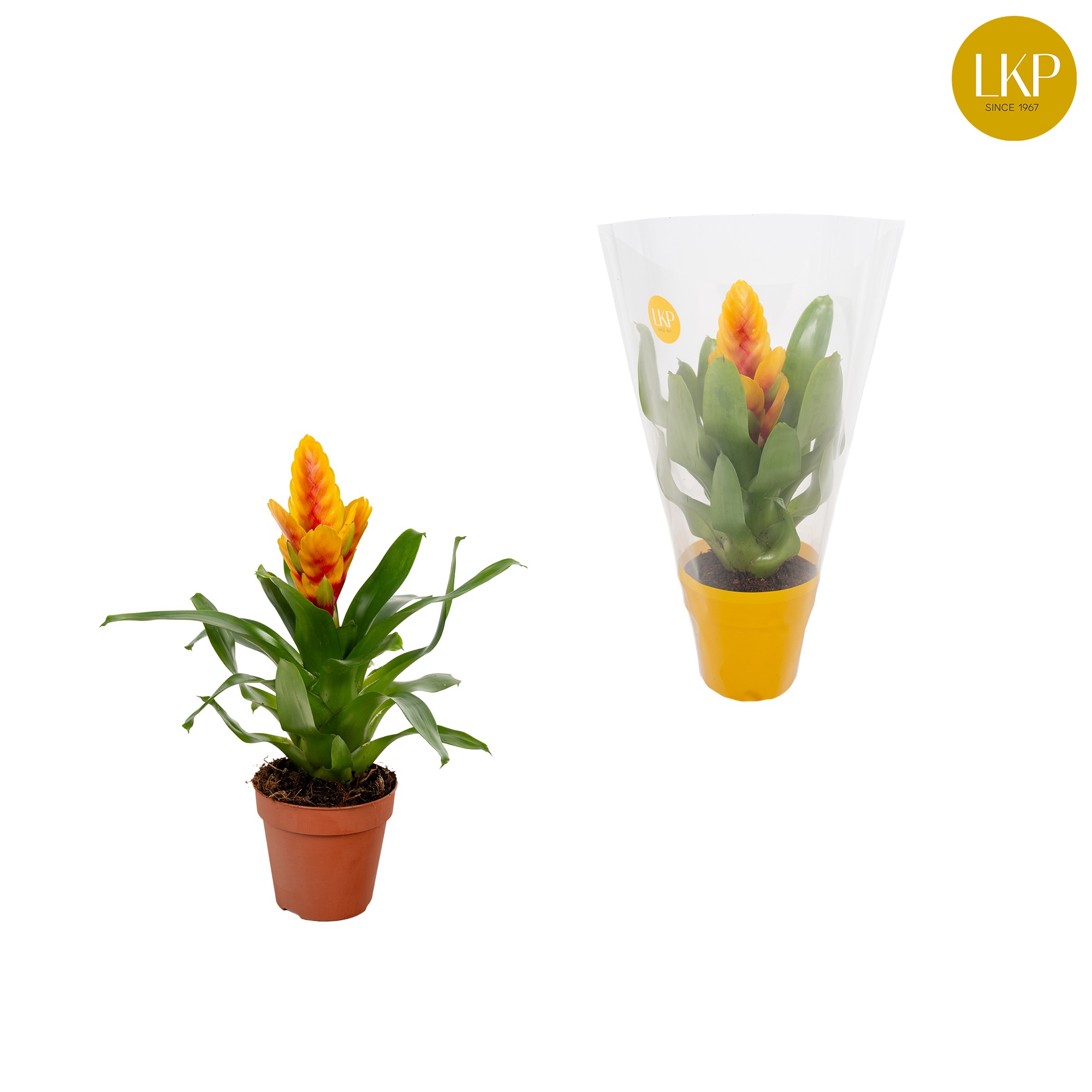 Vriesea Delphinus Geel/Rood (Met Hoes), D 10,5