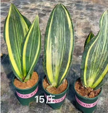 Сансевиерия Трежер Миррор 14 50