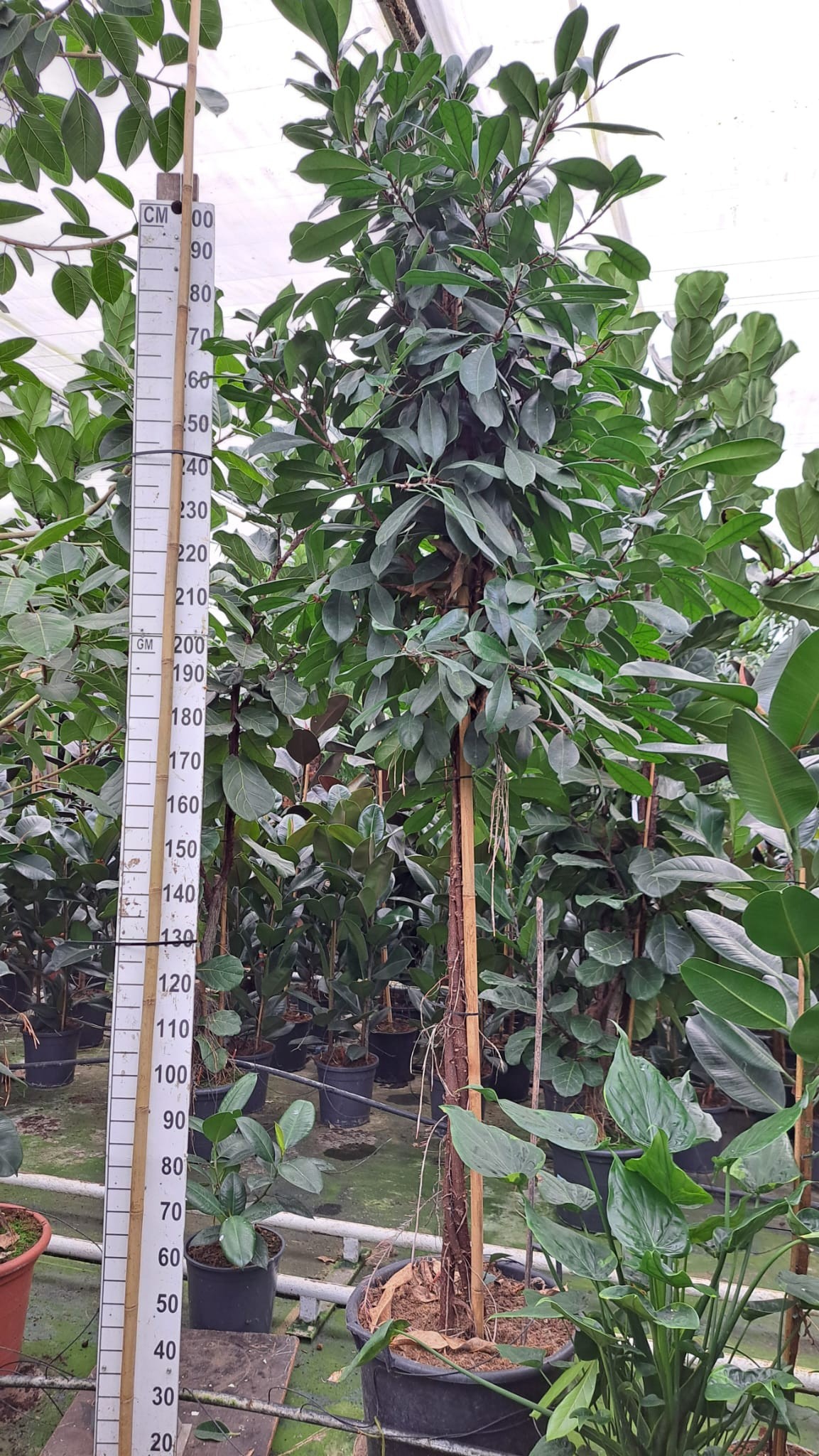 Cyathistipula gedraaide stam XXXL 350, D 50