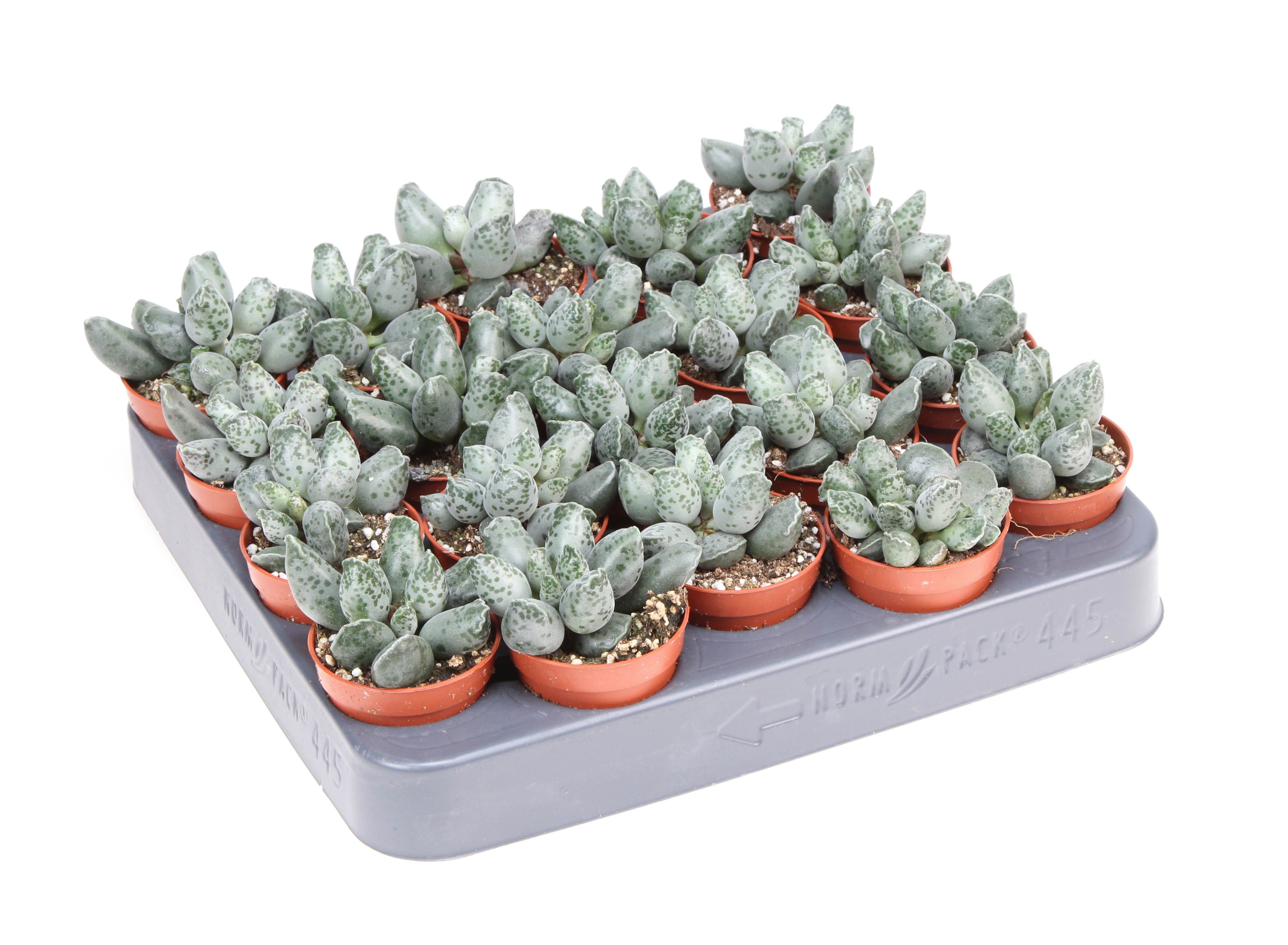 Adromischus grey, D 5,5 cm Adromischus grey, D 5,5 cm