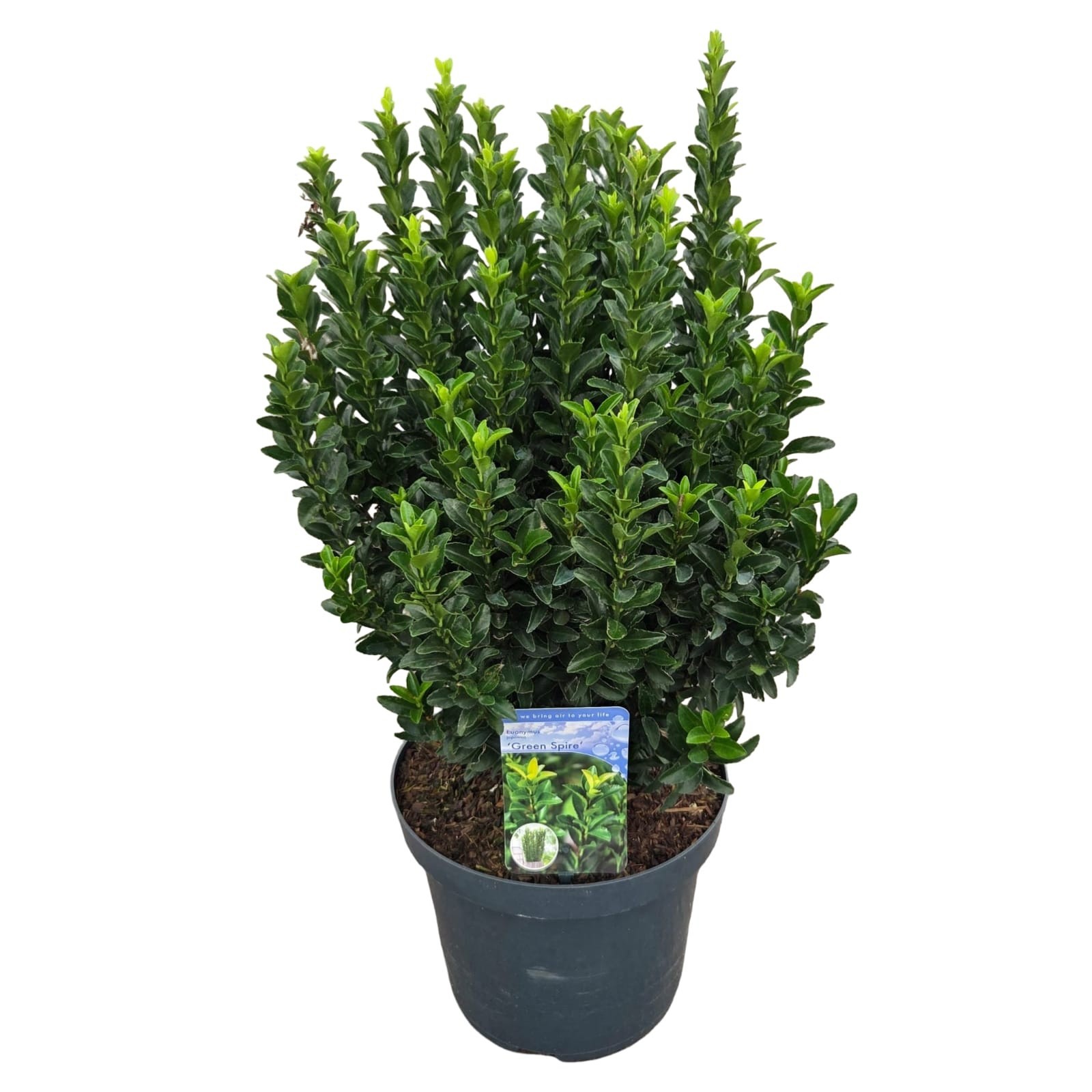 Euonymus jap. 'Green Spire', D 26