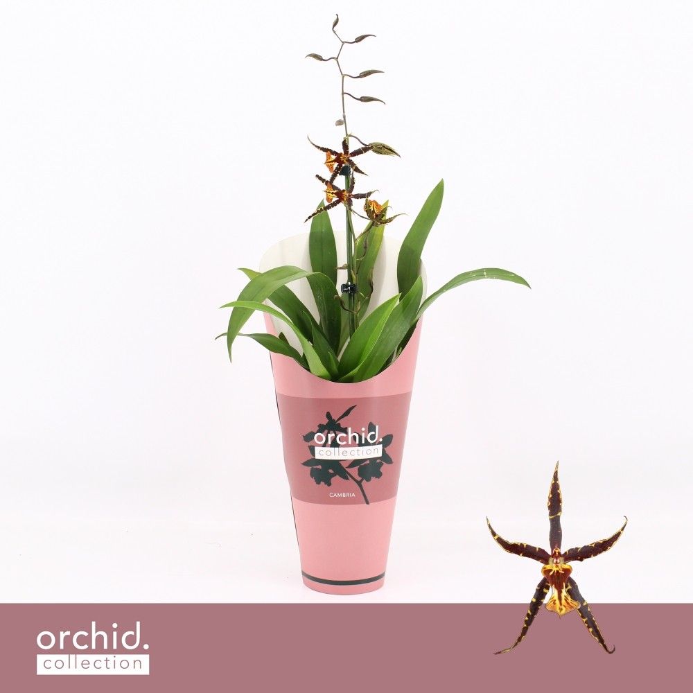 Brassia, Orange Spider 1-spike 'Orchid Collection' Potcover, D 12 cm