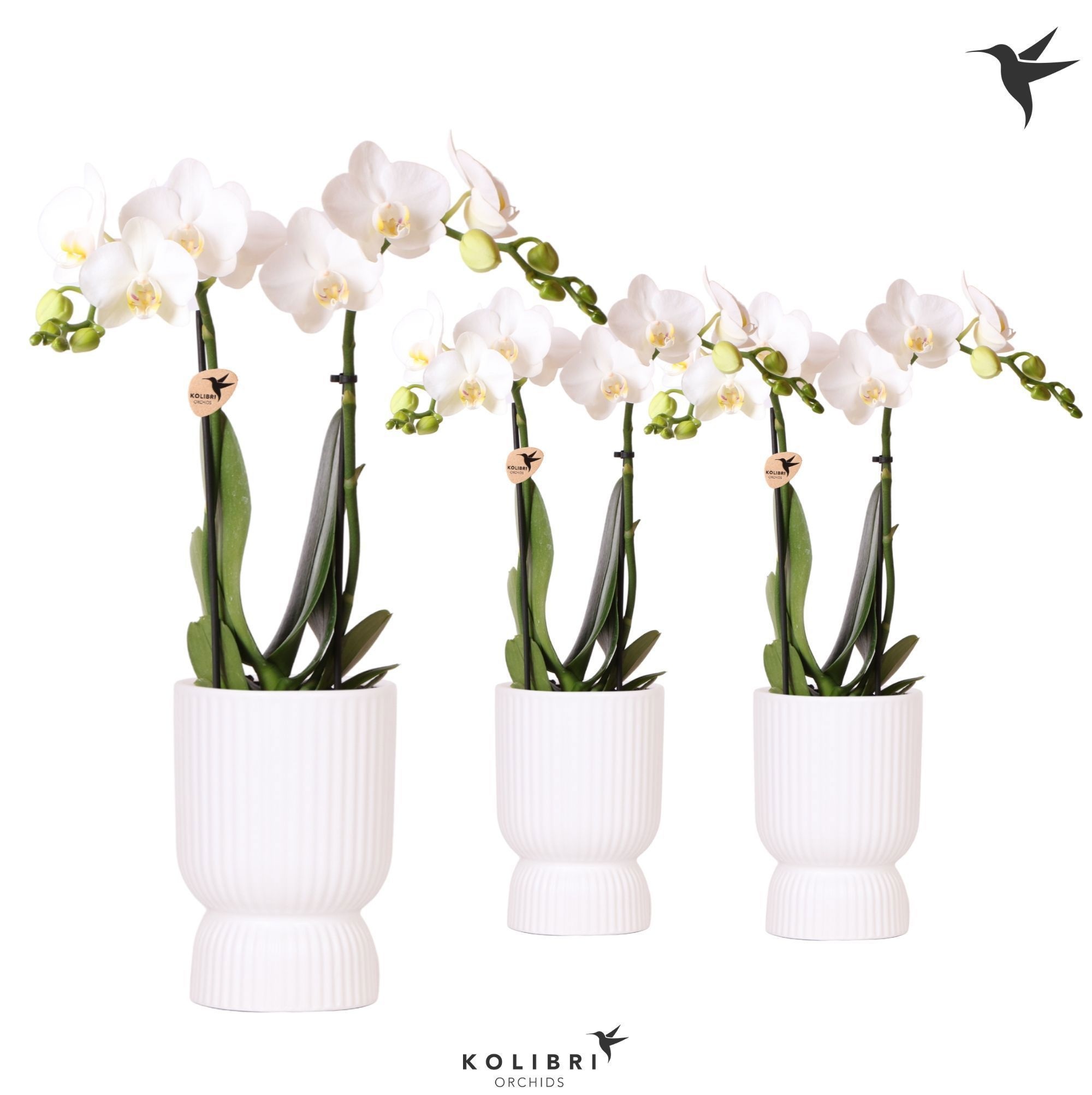 Kolibri Orchids Phalaenopsis white 2 spike in Diabolo pot white, D 9