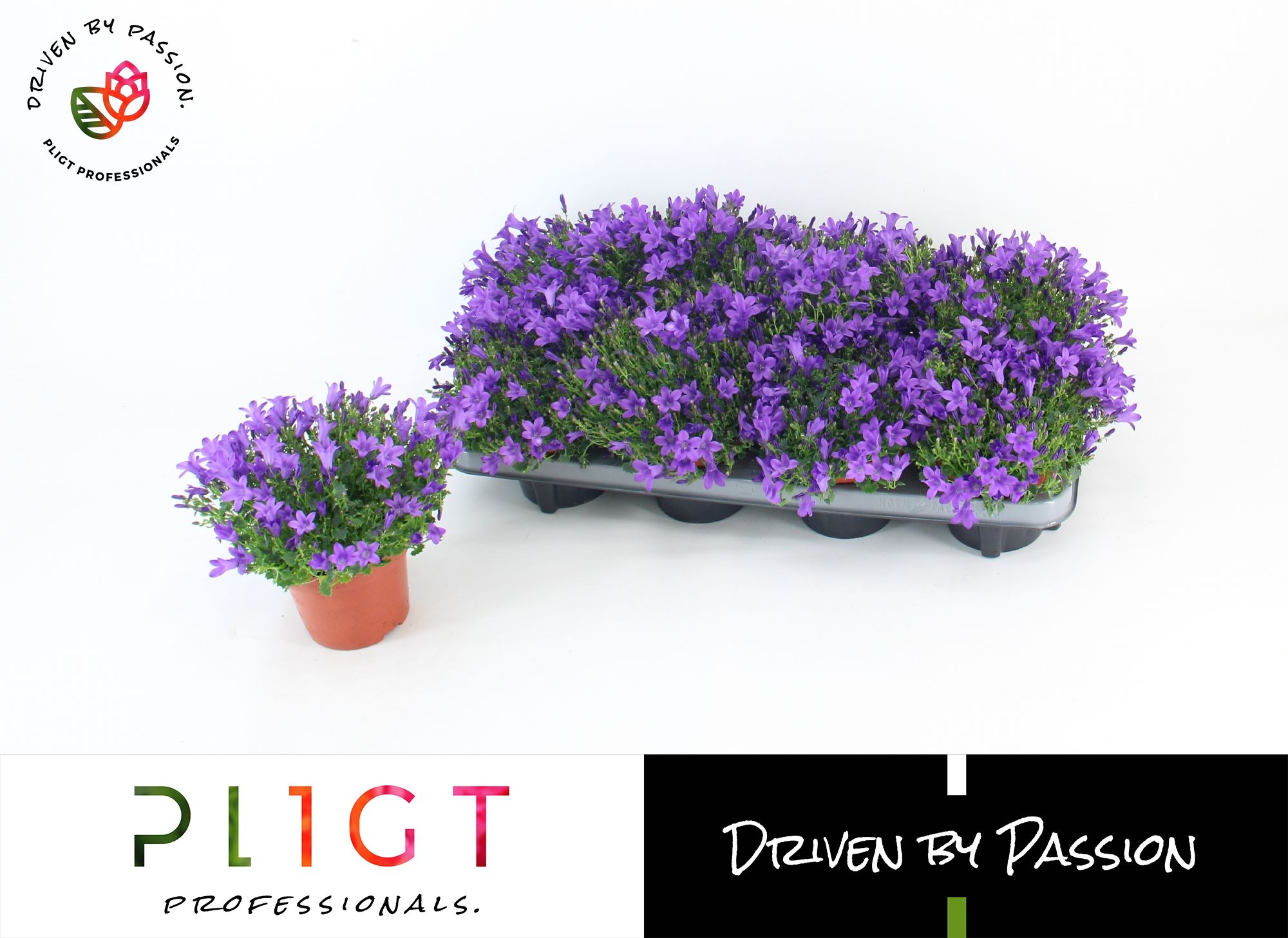 Campanula P12 Stadium 2, D 12