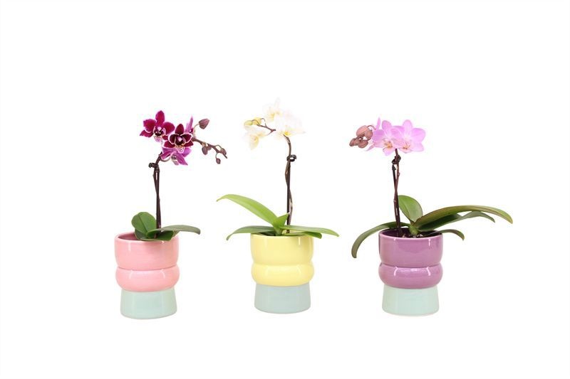 Nova p06 Phal Tiny Dolls mix 1T7+ Aqu@, D 6 cm Nova p06 Phal Tiny Dolls mix 1T7+ Aqu@, D 6 cm