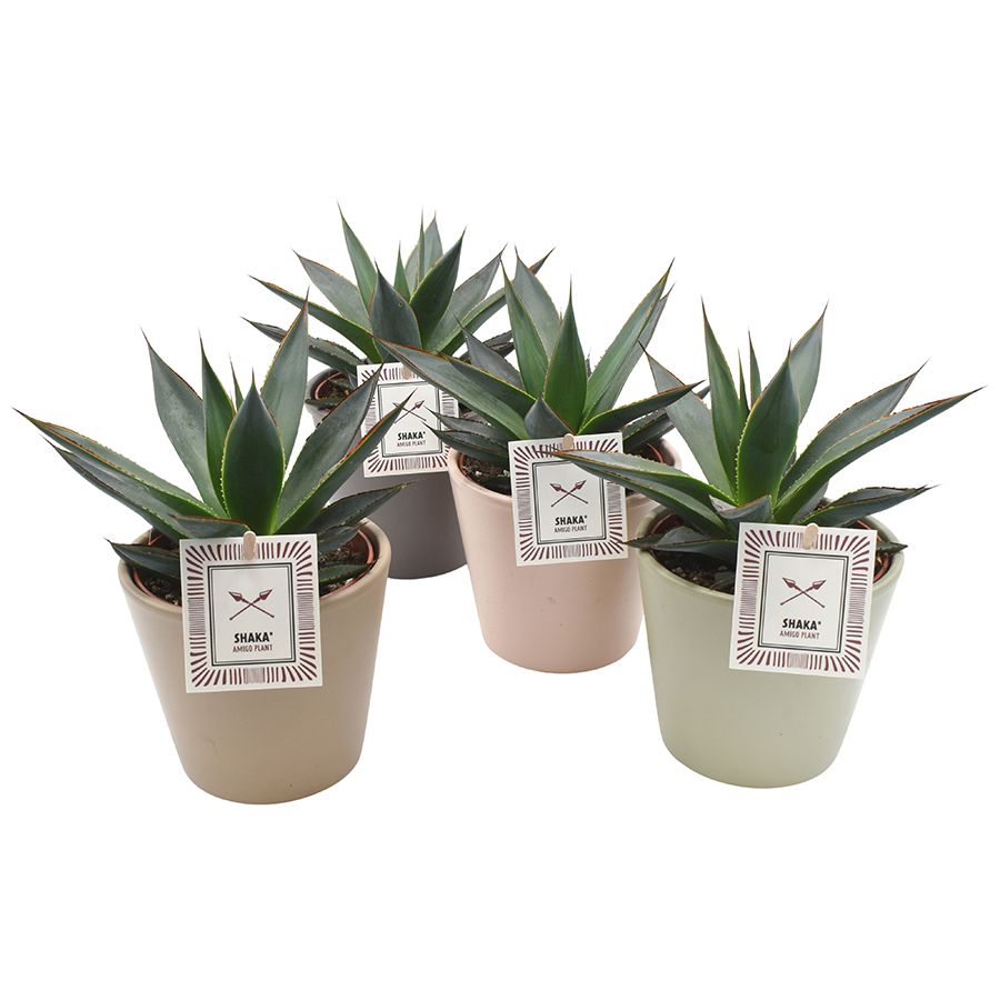 SHAKA ZULU® in Amanda Amigo mix ceramics, D 13